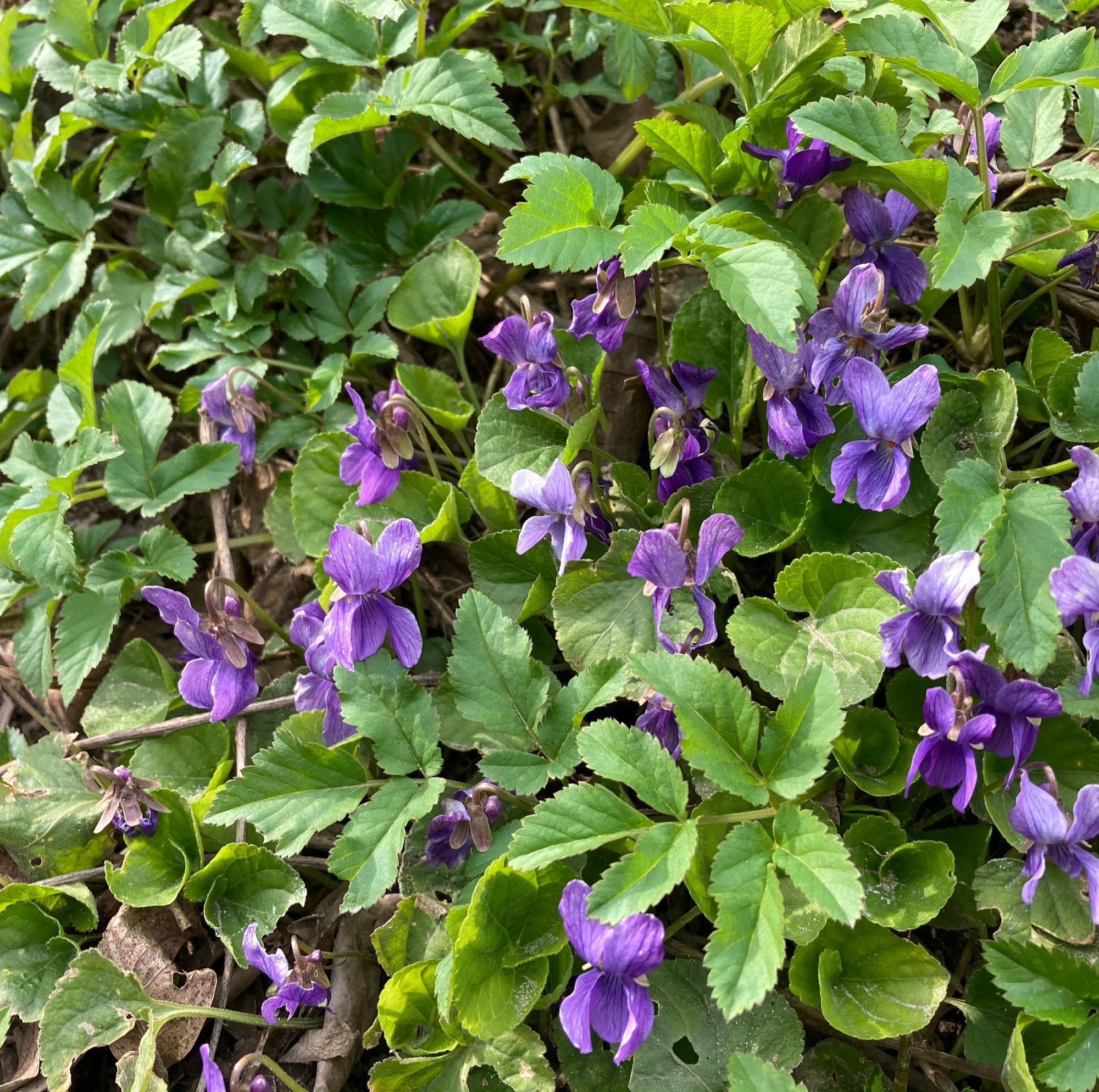 Kvapioji našlaitė (Viola odorata)