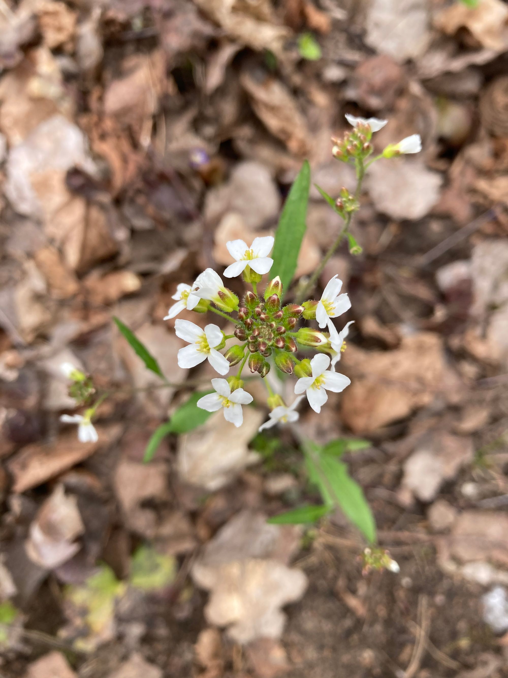 Smiltyninis skamainis (Arabidopsis arenosa, syn. Cardaminopsis arenosa)