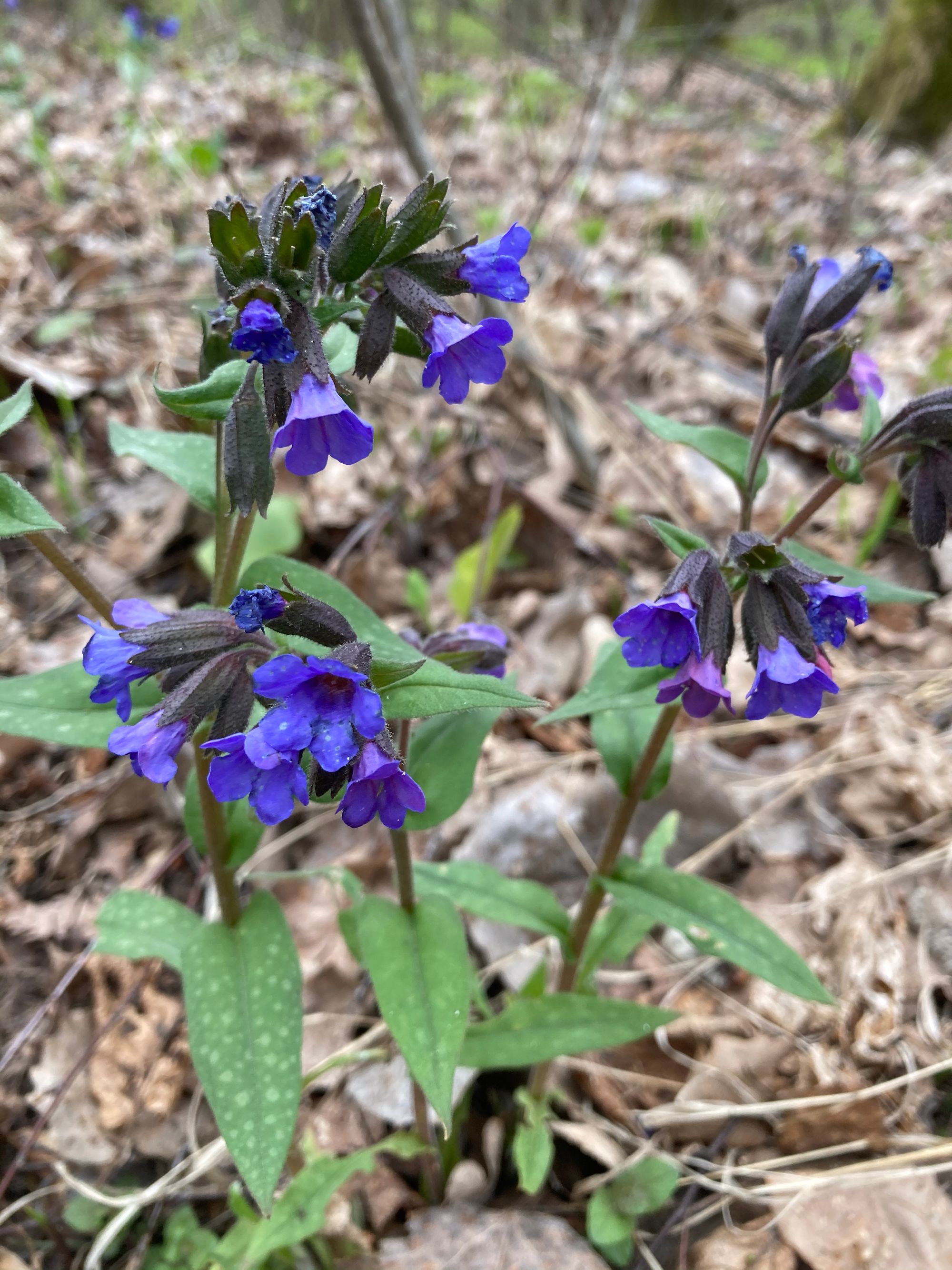 Vaistinė plautė (Pulmonaria officinalis)