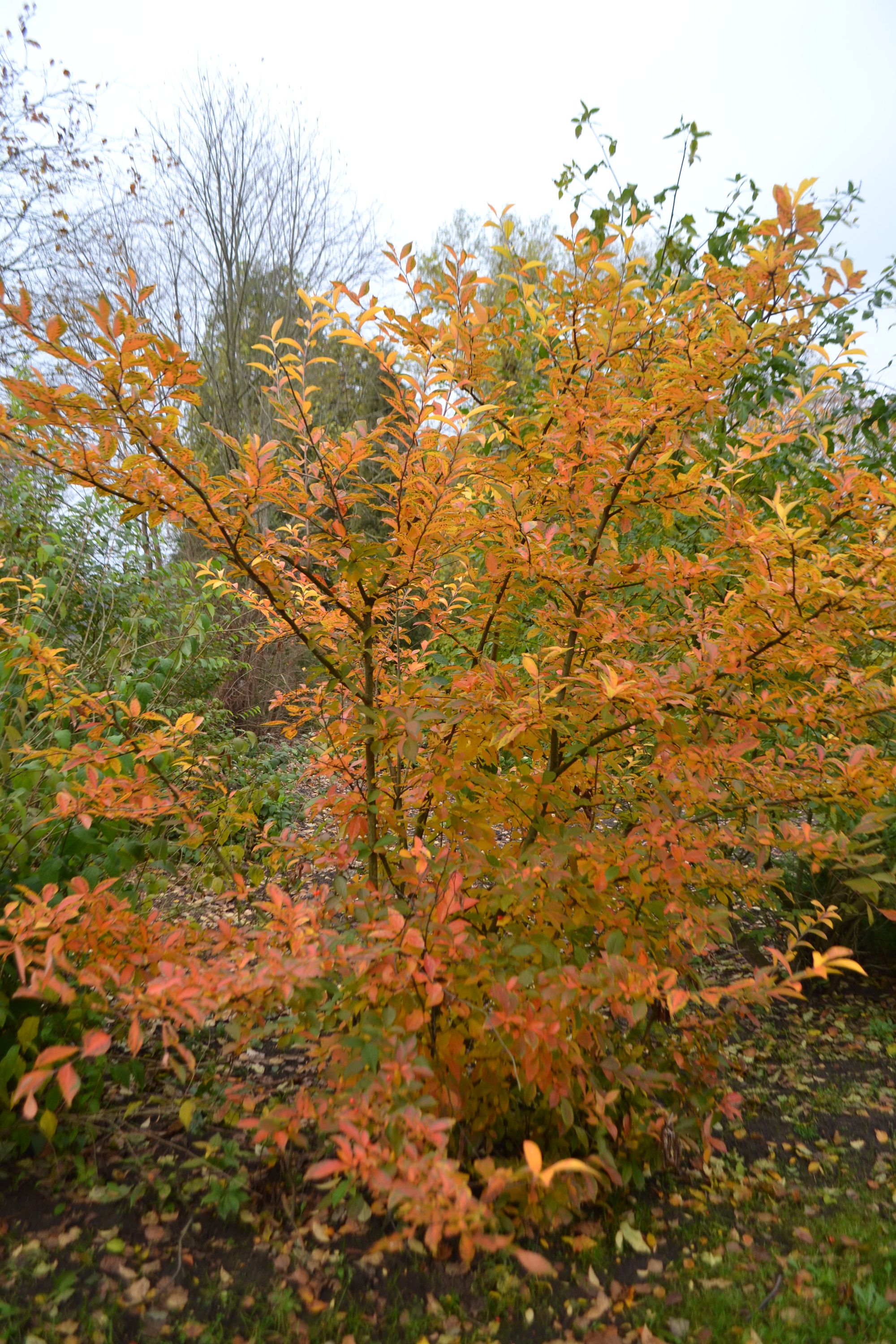 Vilnotoji fotinija (Photinia villosa)