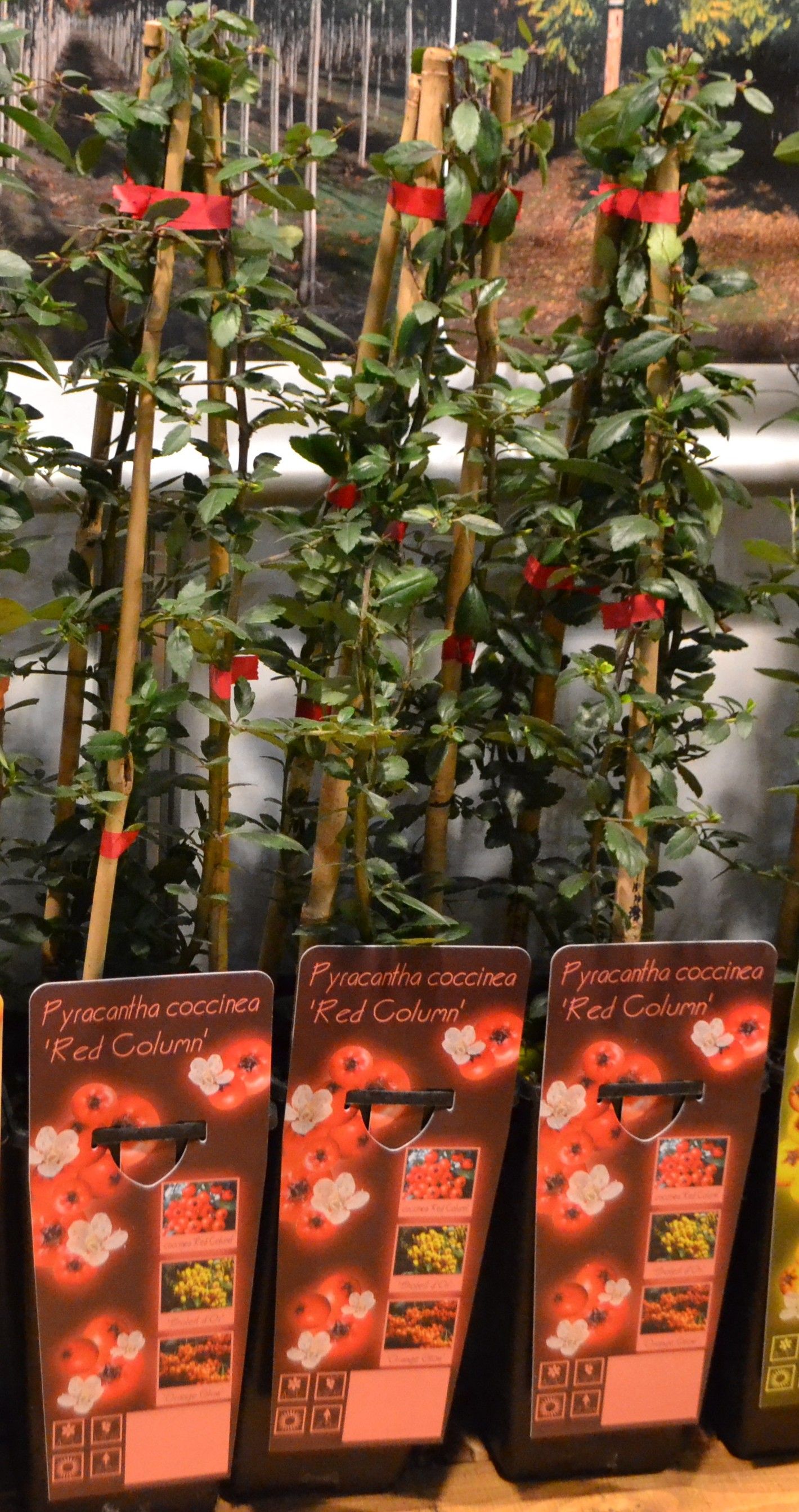 Raudonvaisė dyglainė 'Red Column' (Pyracantha coccinea)