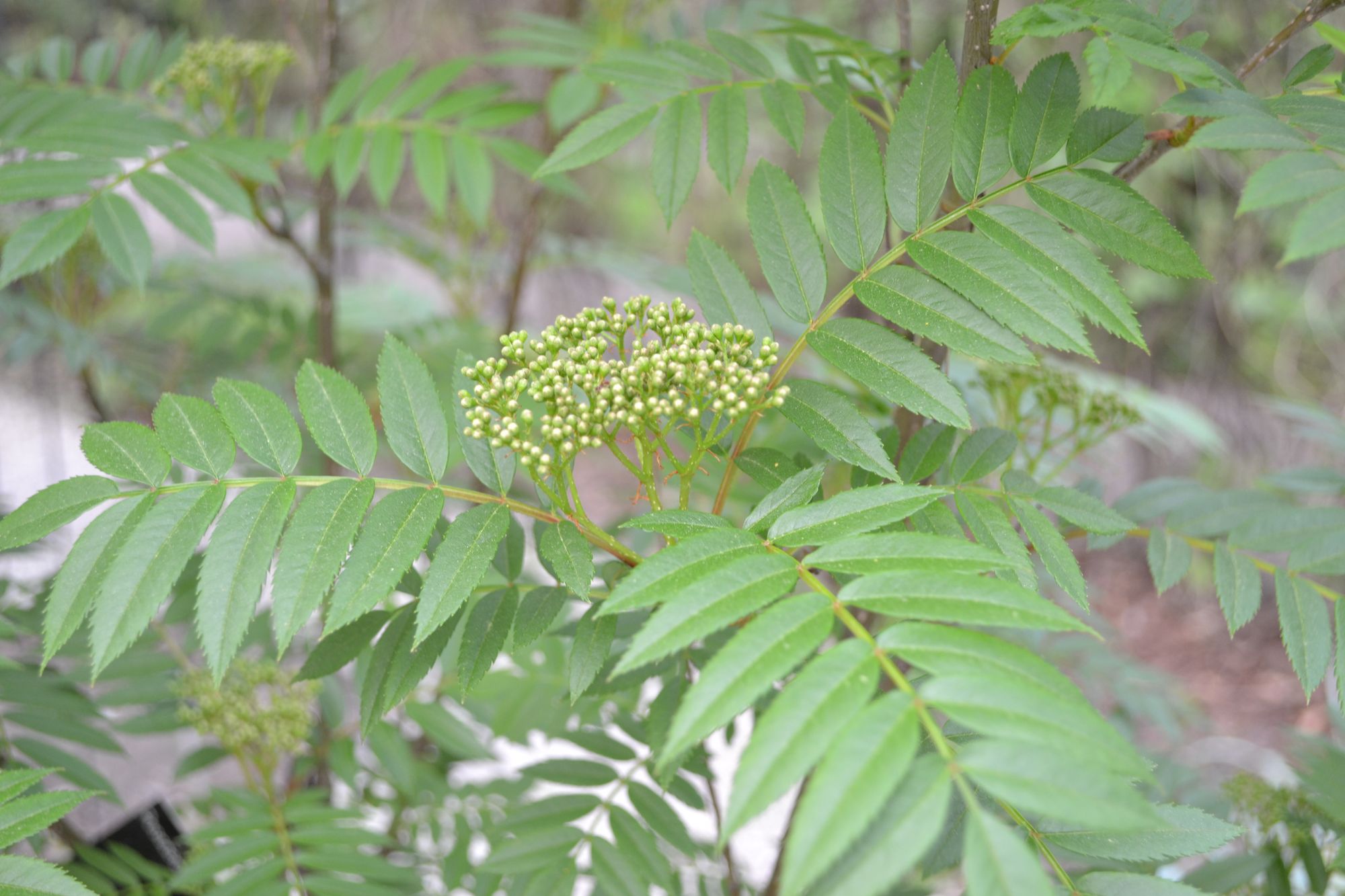Šermukšnis 'Flanrock' (Sorbus)
