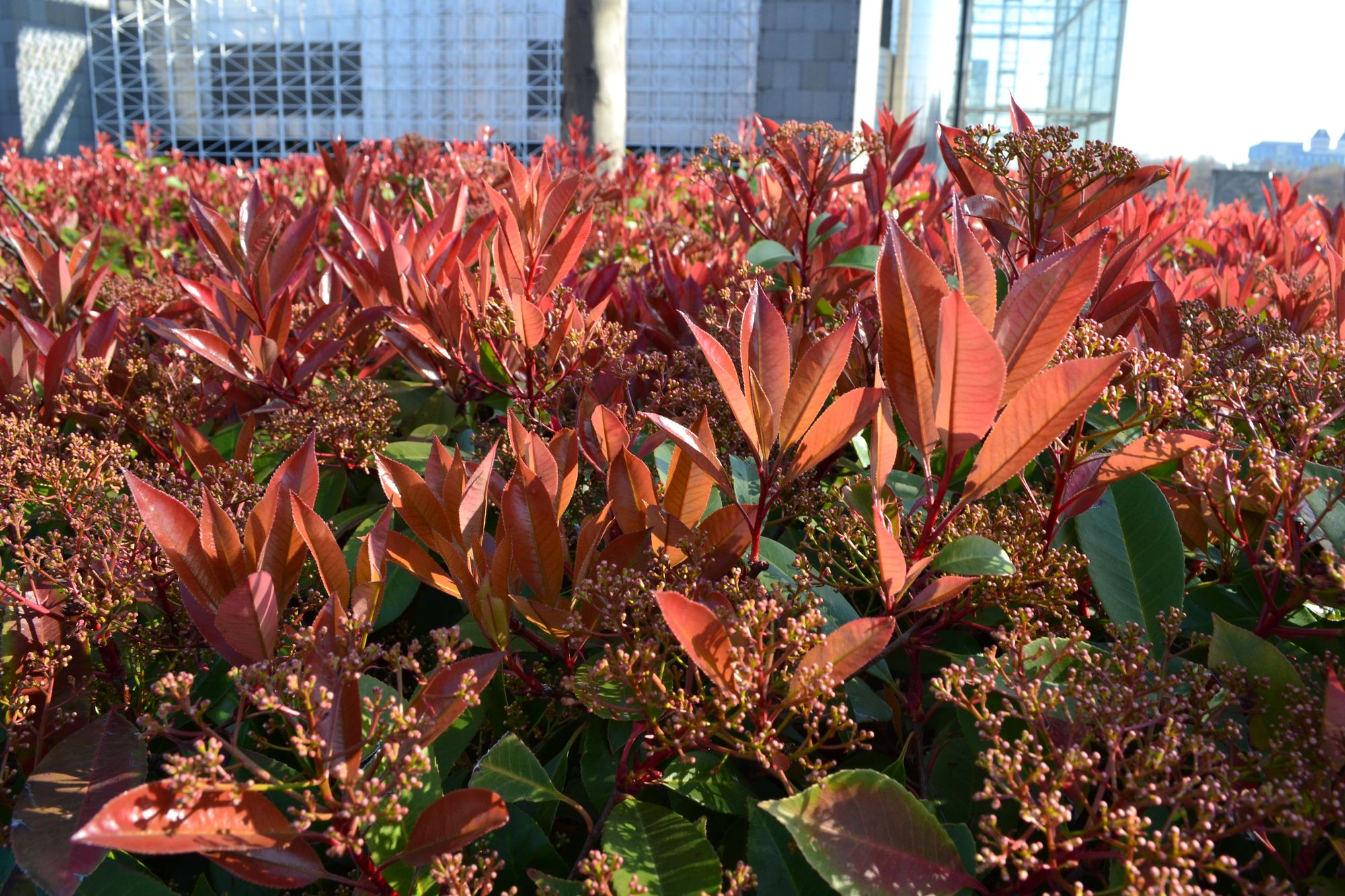Mišrioji fotinija (Photinia x fraseri)