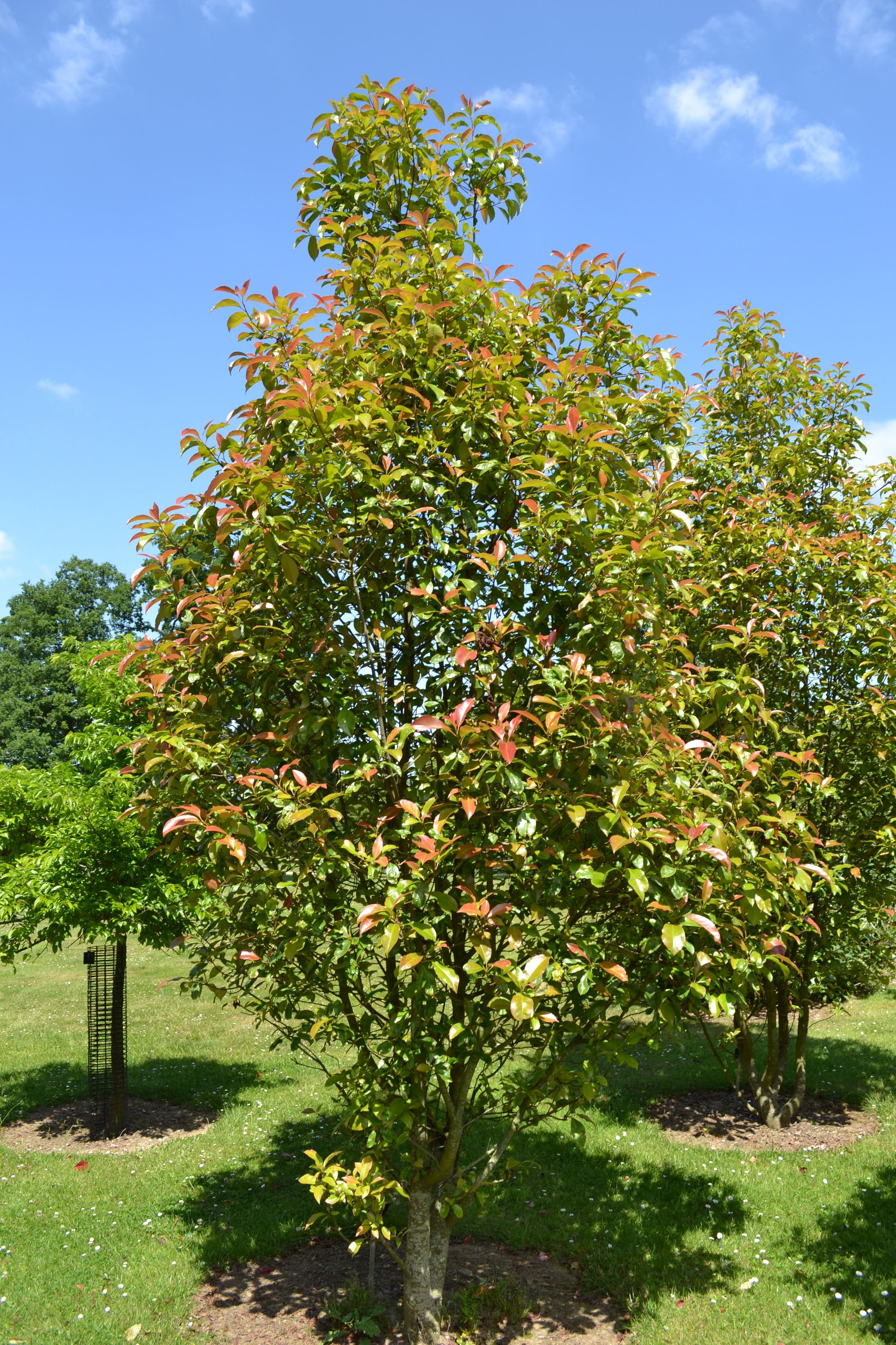 Fotinija 'Super Hedge' (Photinia)
