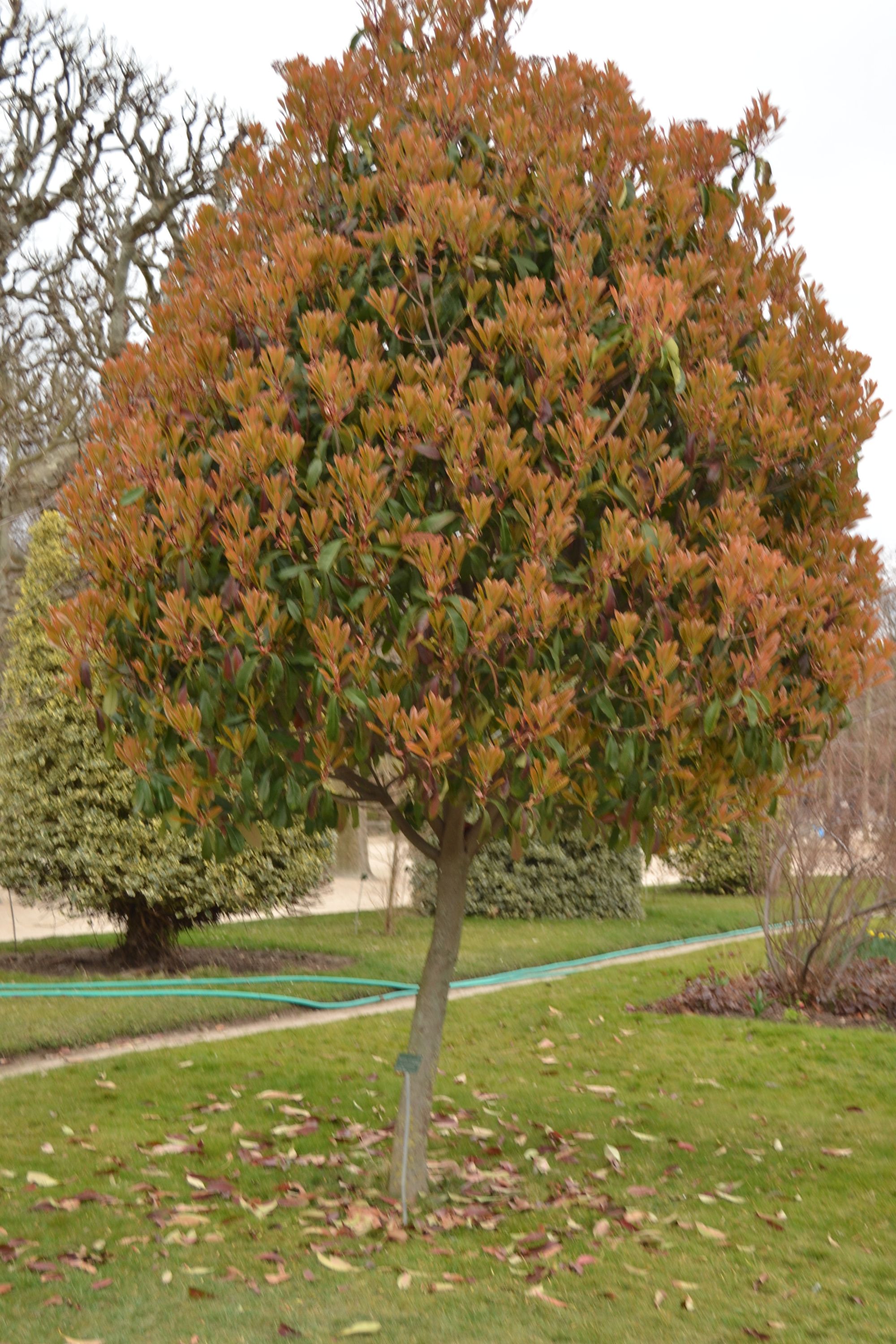 Dantylapė fotinija (Photinia serratifolia)