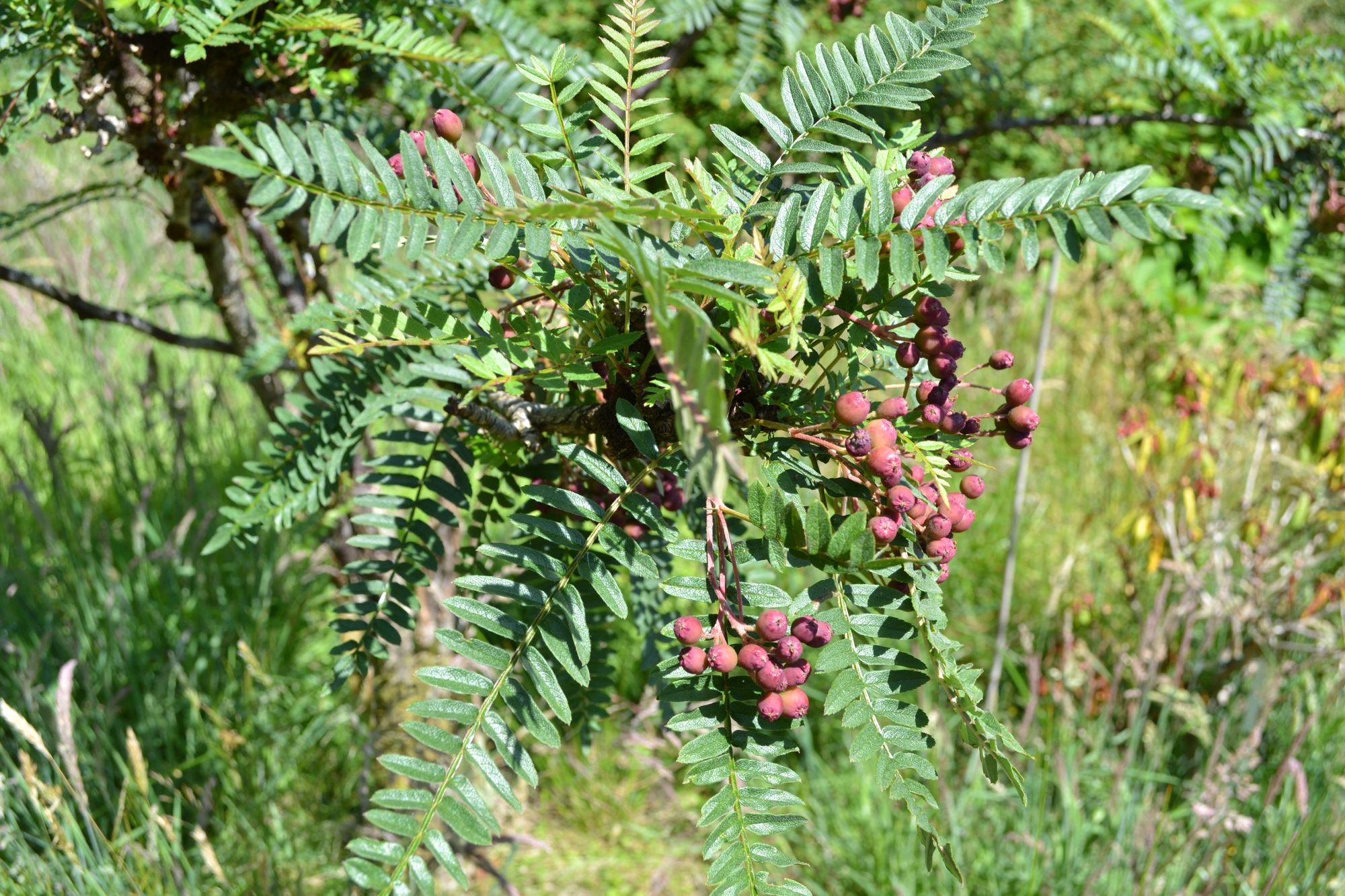 Butaninis šermukšnis (Sorbus rinzenii)