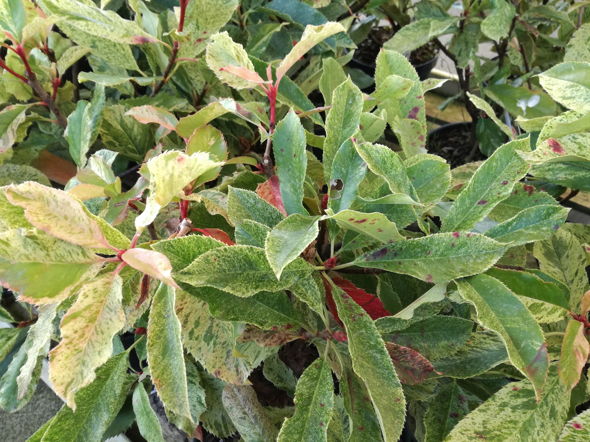 Dantylapė fotinija 'Pink Crispy' (Photinia serratifolia)
