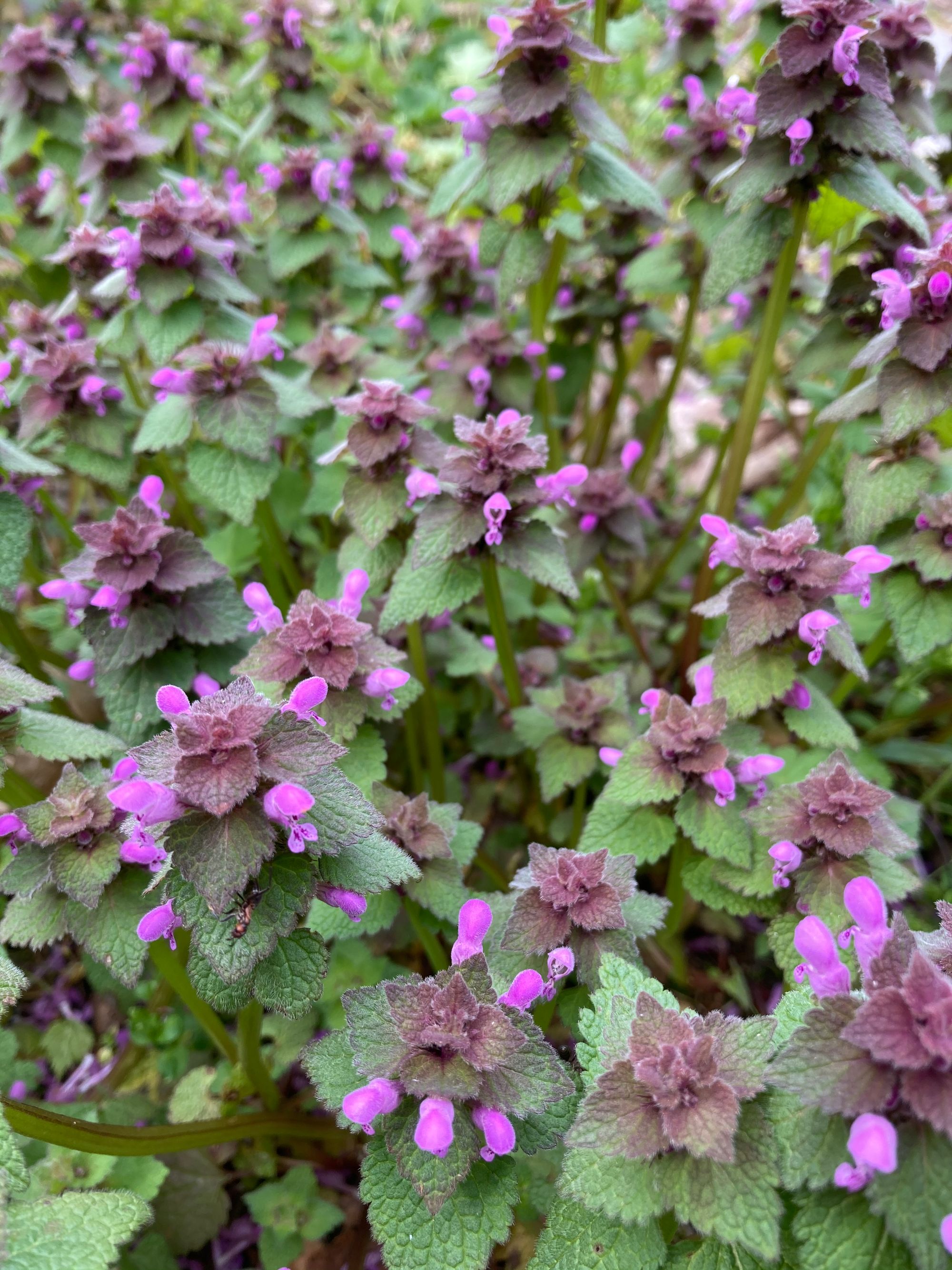 Raudonžiedė notrelė (Lamium purpureum)