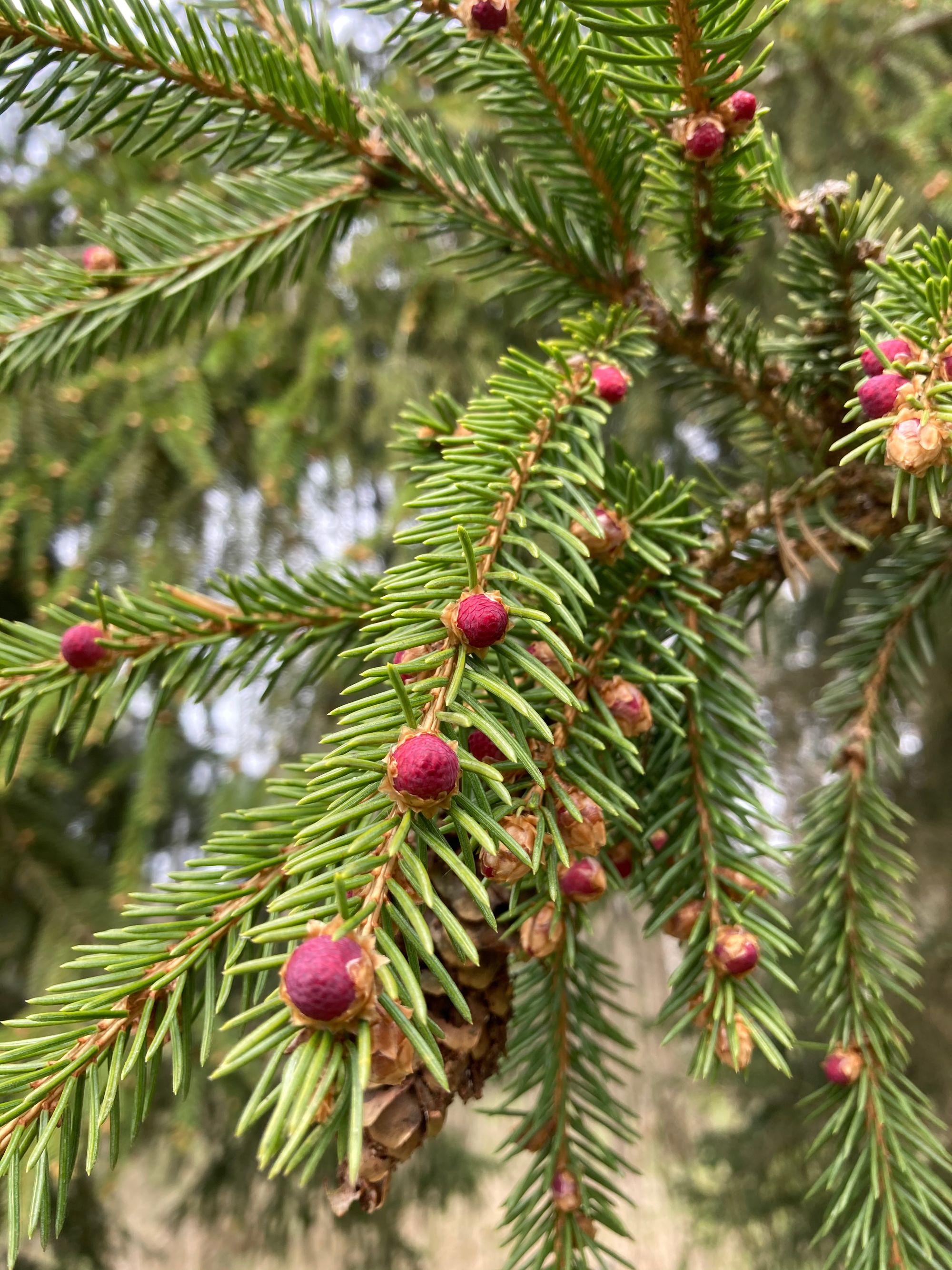 Paprastoji eglė (Picea abies)