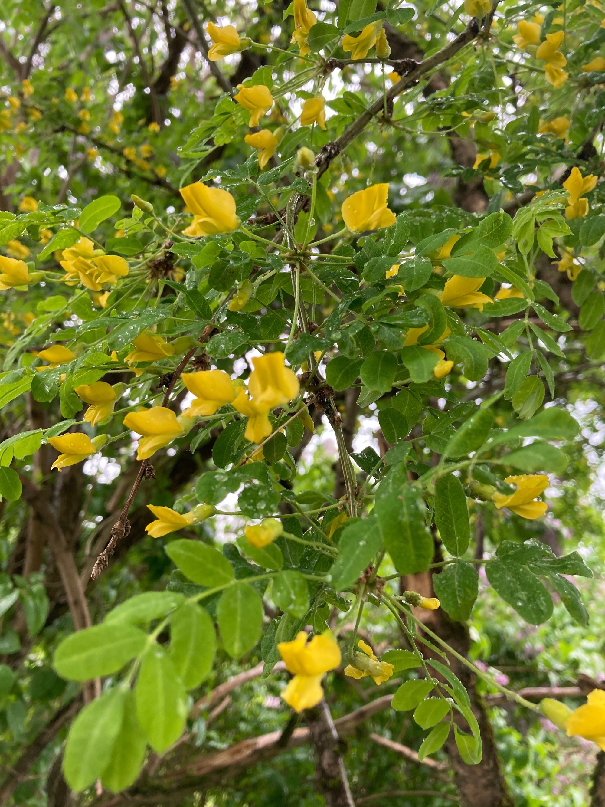 Paprastoji karagana (Caragana arborescens)