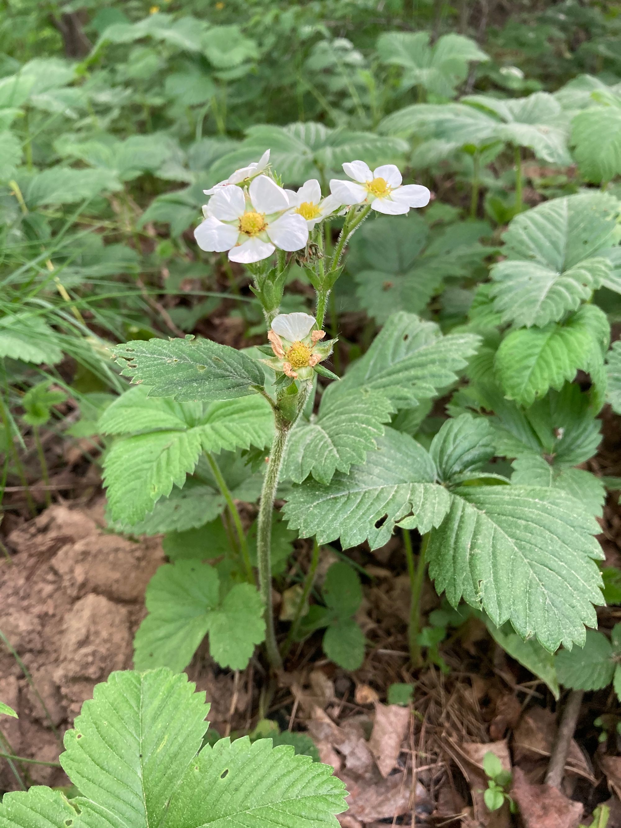 Šlaitinė žemuogė (Fragaria viridis)