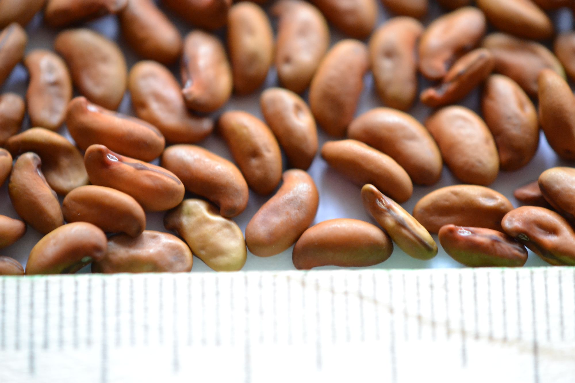 Amūrinė makija (Maackia amurensis)