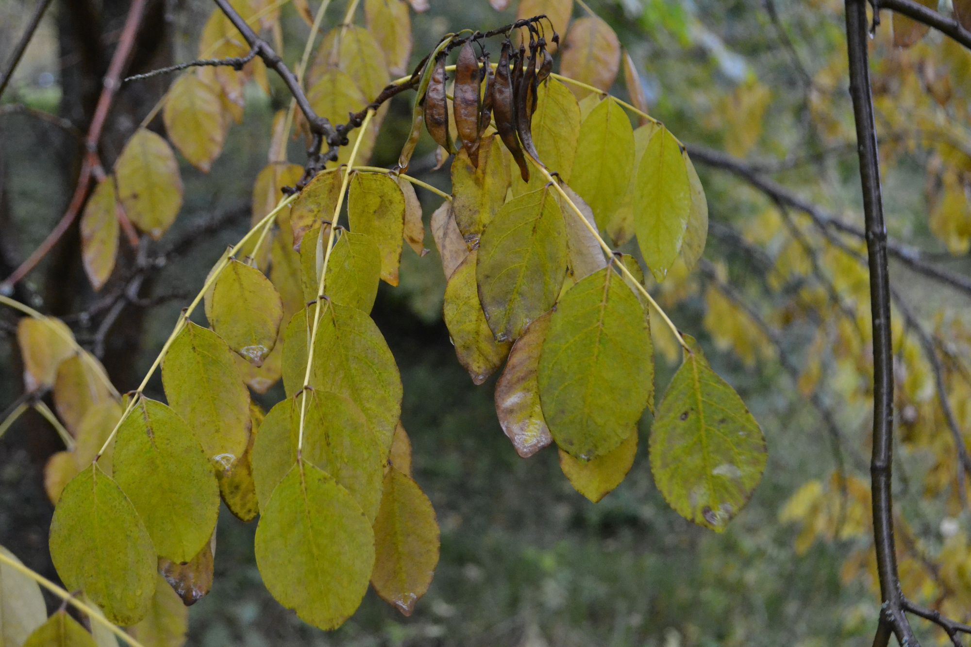 Amūrinė makija (Maackia amurensis)