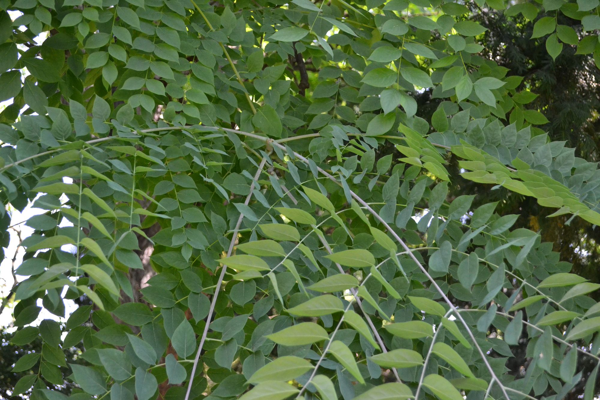 Kanadinis plikšakis (Gymnocladus dioica, syn. G. canadensis)