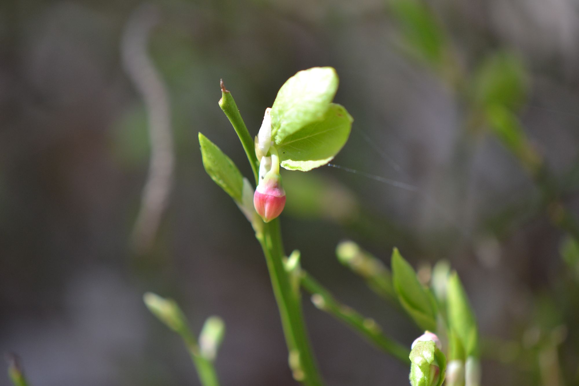Paprastoji mėlynė (Vaccinium myrtillus)