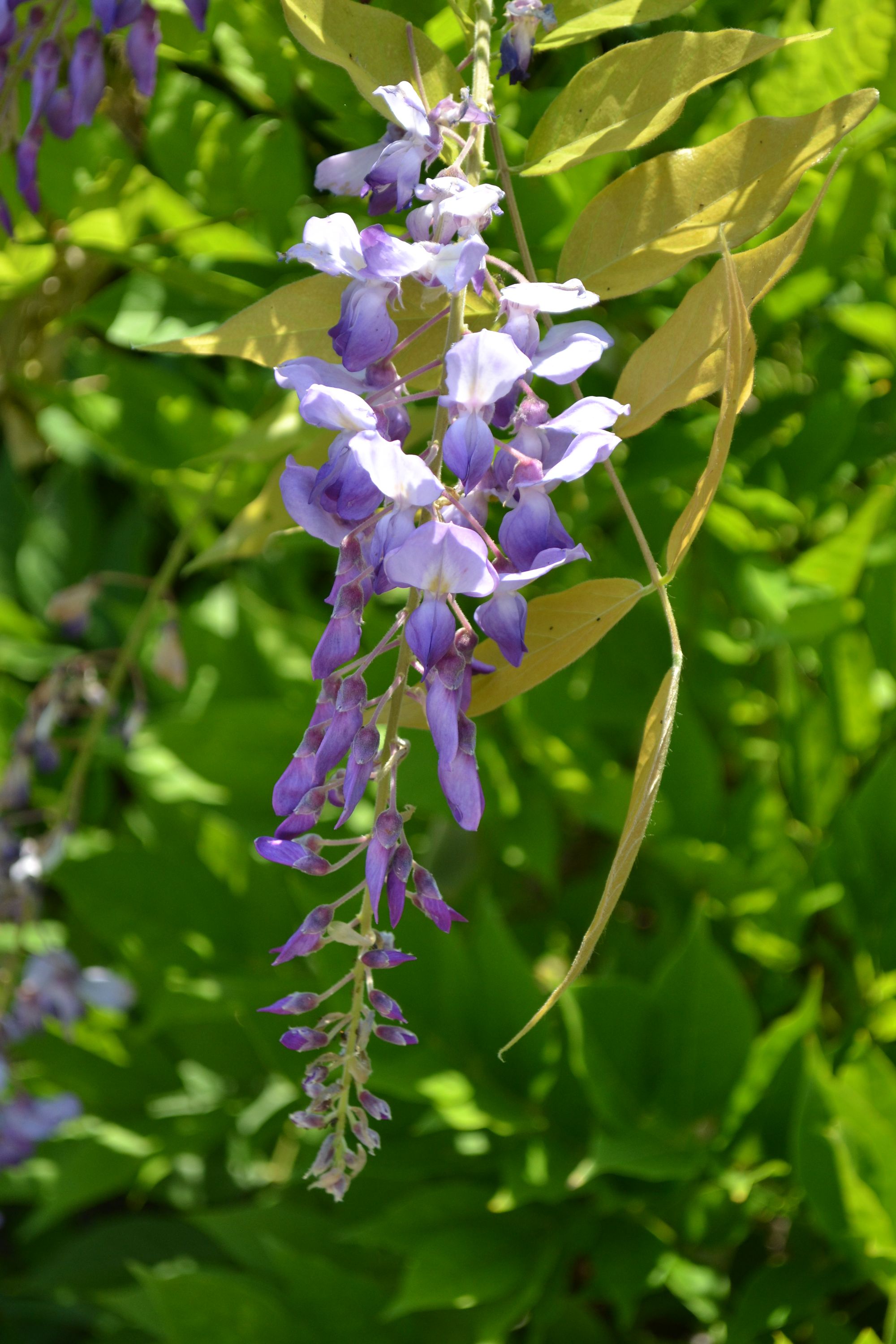Kininė visterija (Wisteria sinensis)