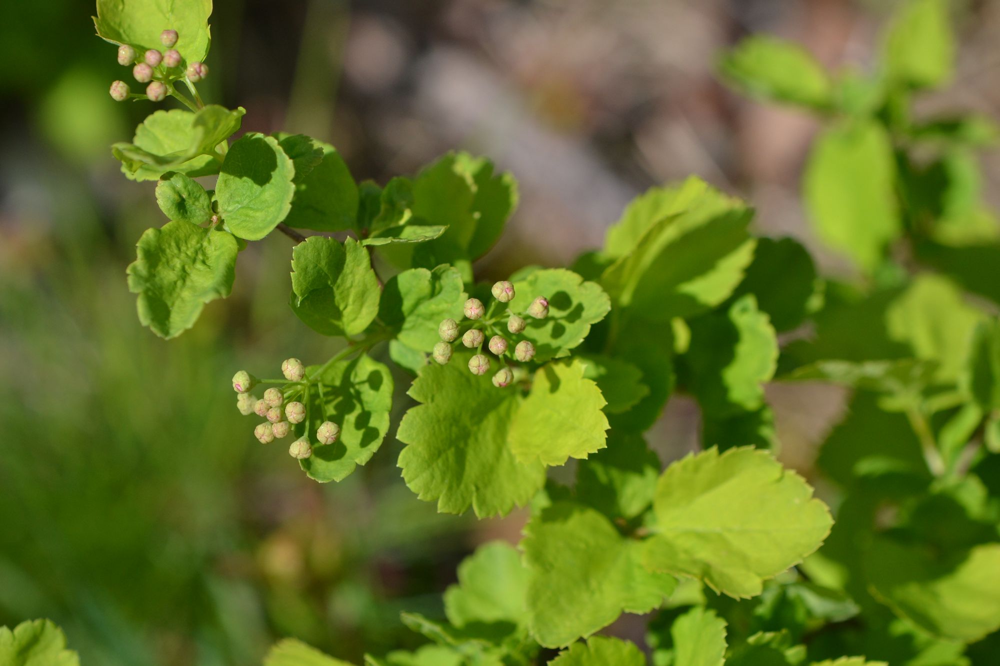 Beržalapė lanksva (Spiraea betulifolia)
