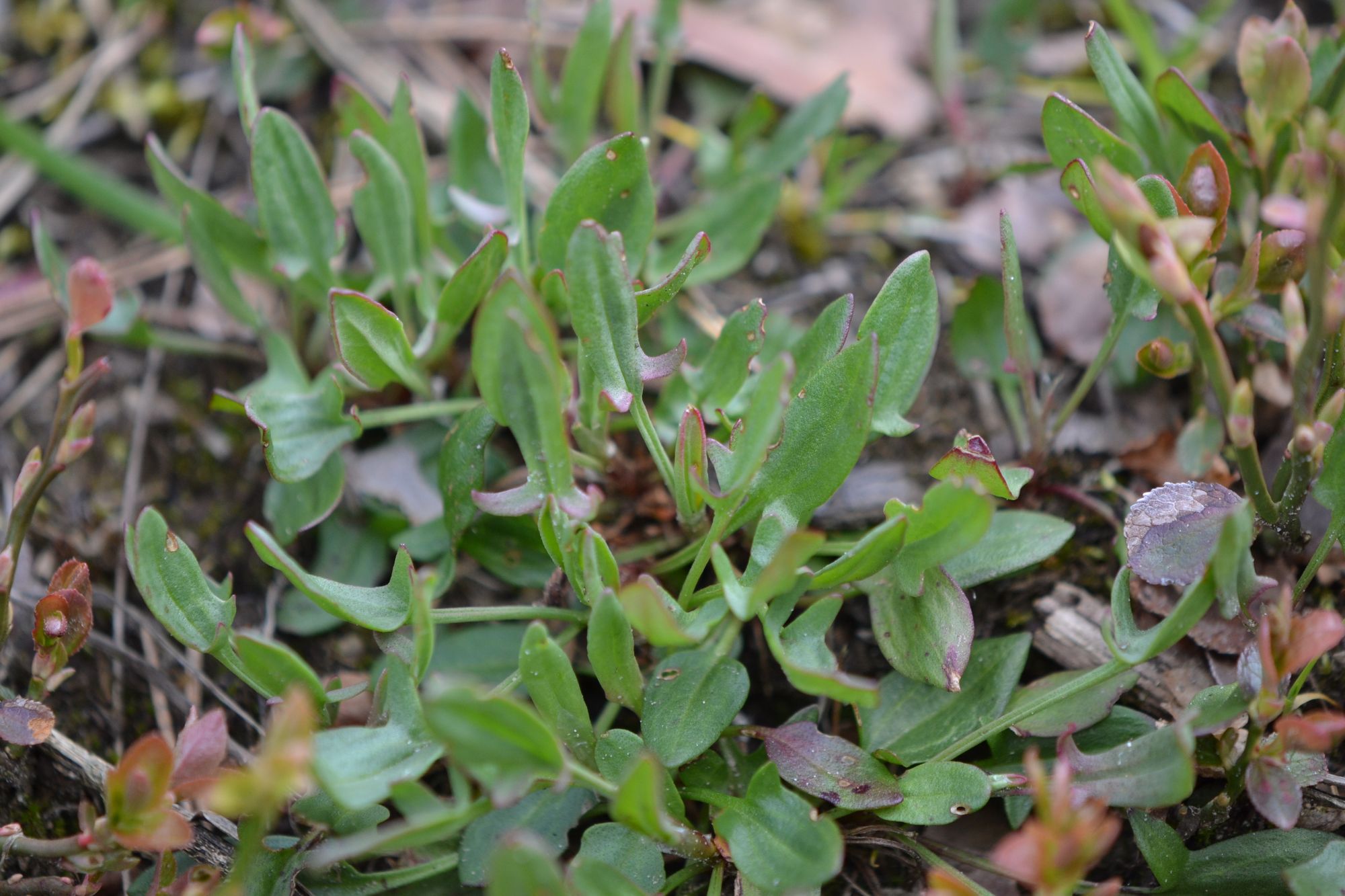 Smulkioji rūgštynė (Rumex acetosella)