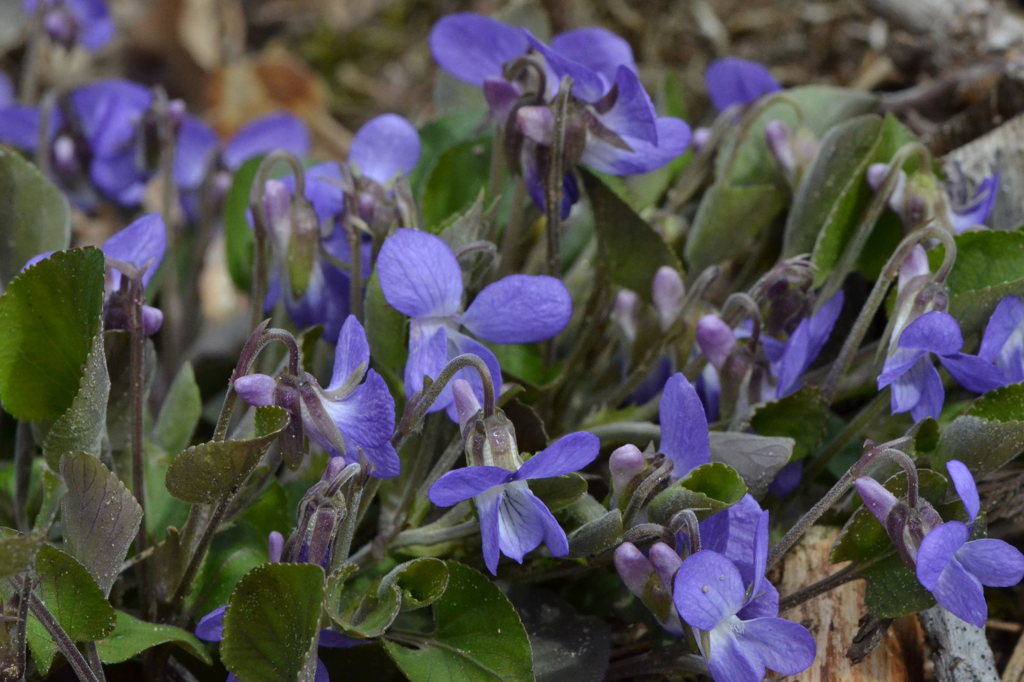 Smiltyninė našlaitė (Viola rupestris)