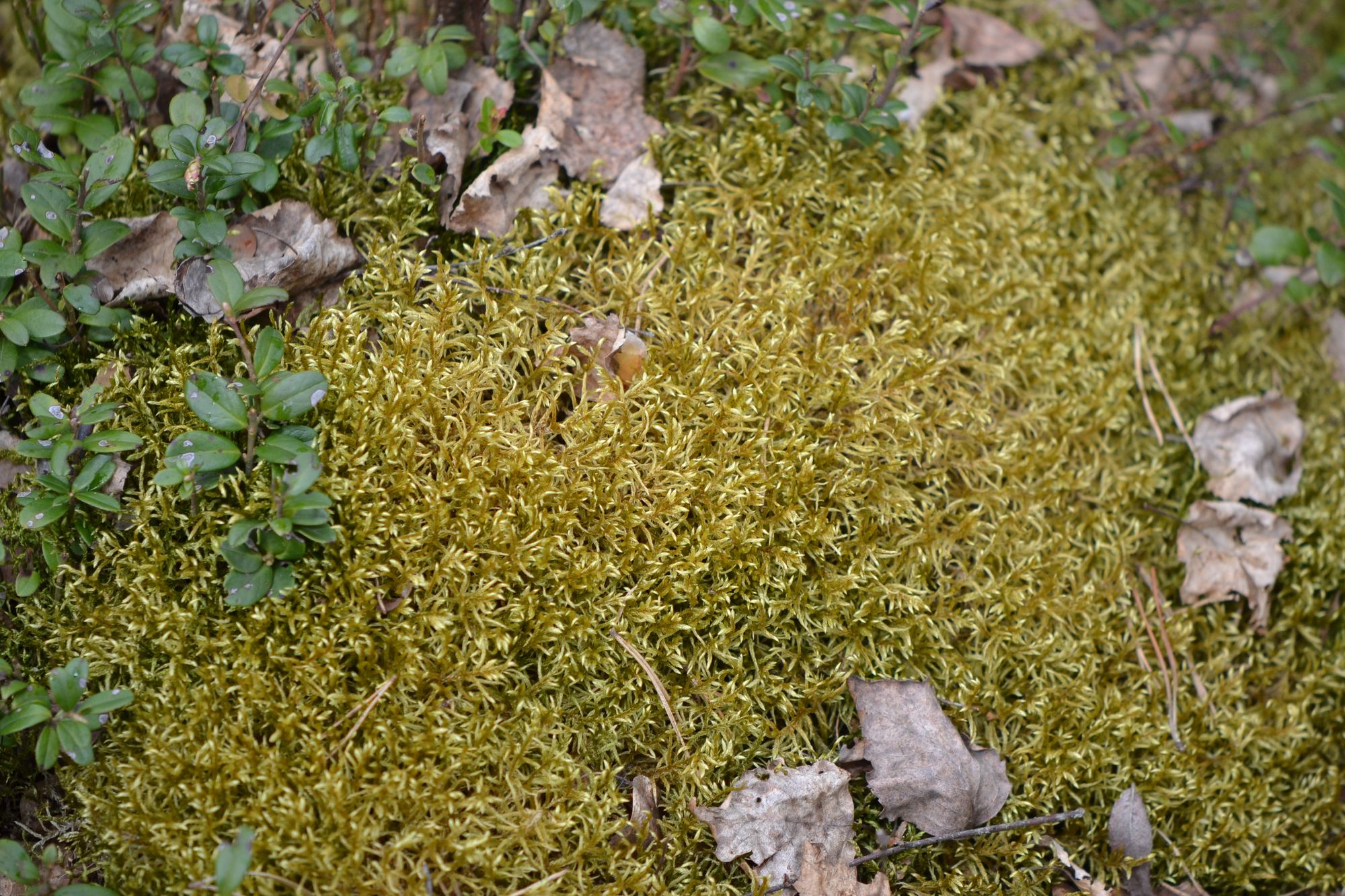 Paprastoji šilsamanė (Pleurozium schreberi)
