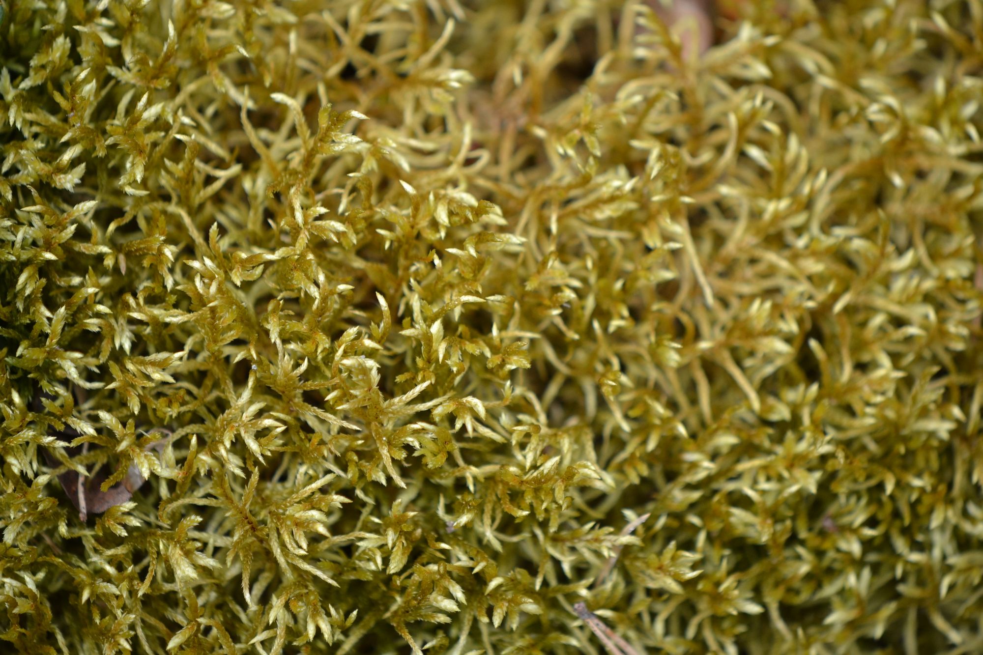 Paprastoji šilsamanė (Pleurozium schreberi)