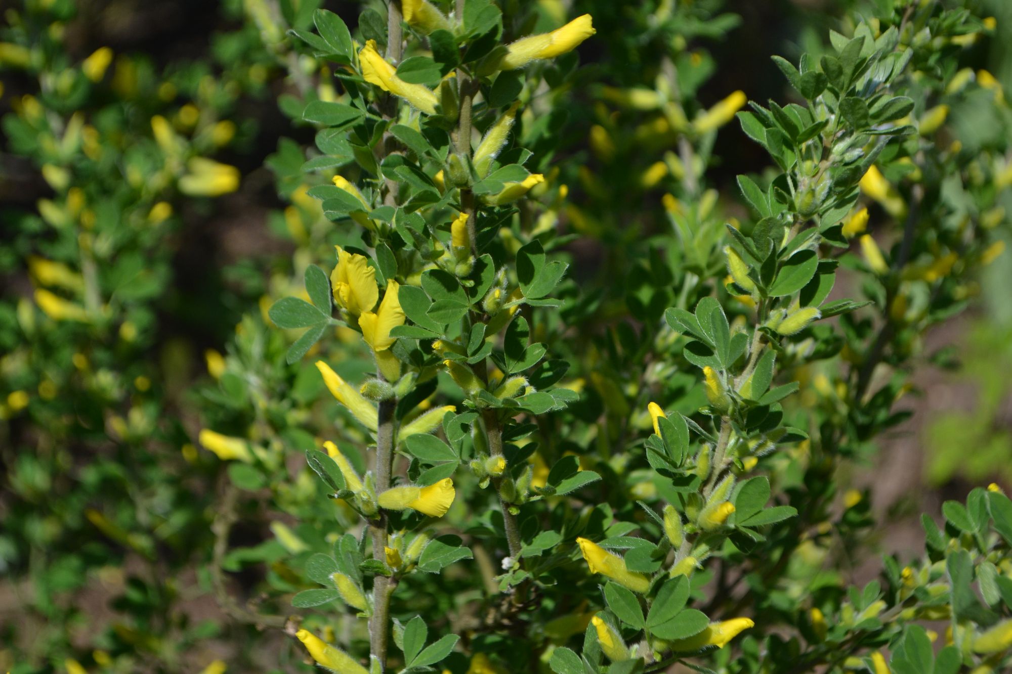 Rusinis paraipstis (Chamaecytisus ruthenicus)