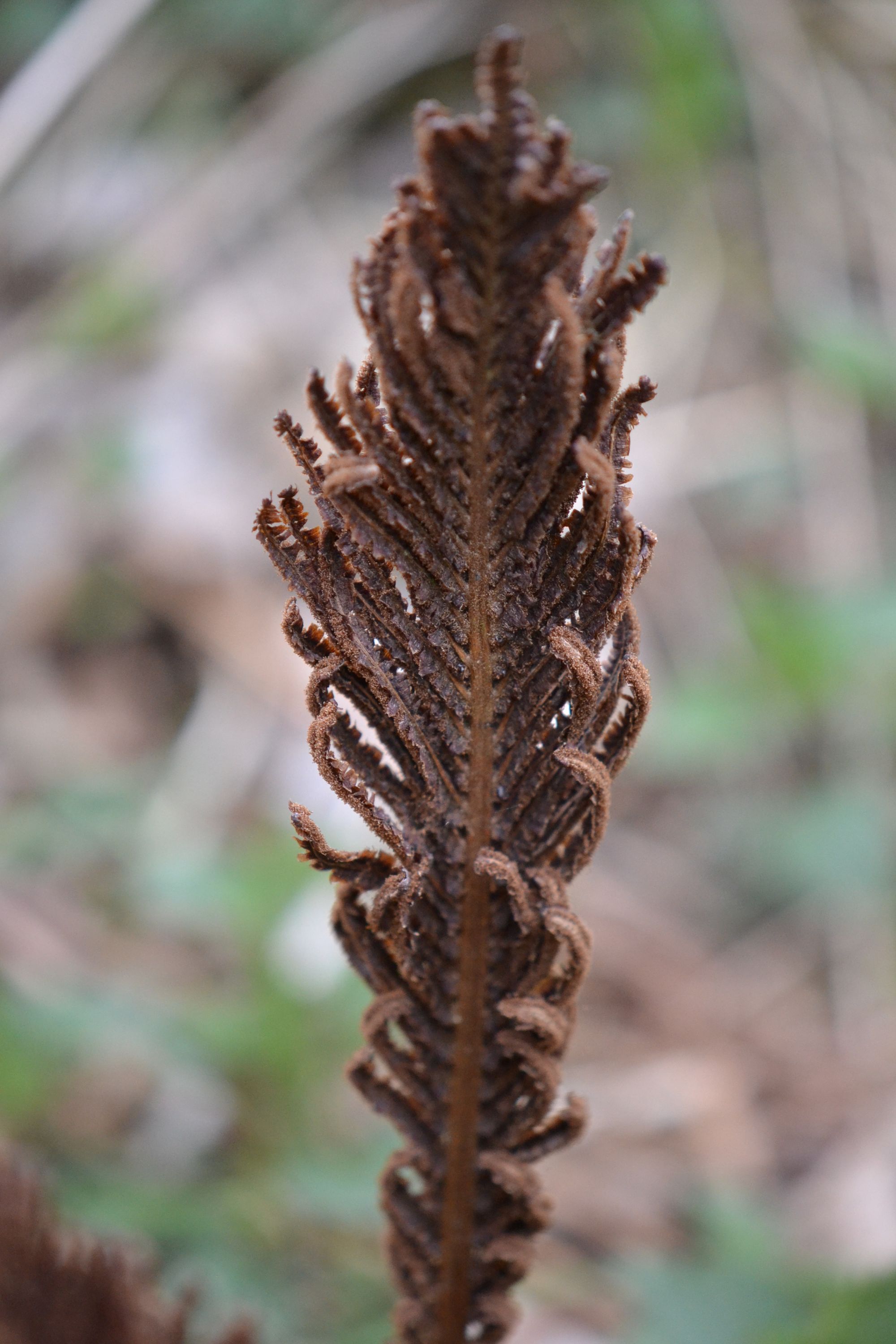 Paupinis jonpapartis (Matteuccia struthiopteris)