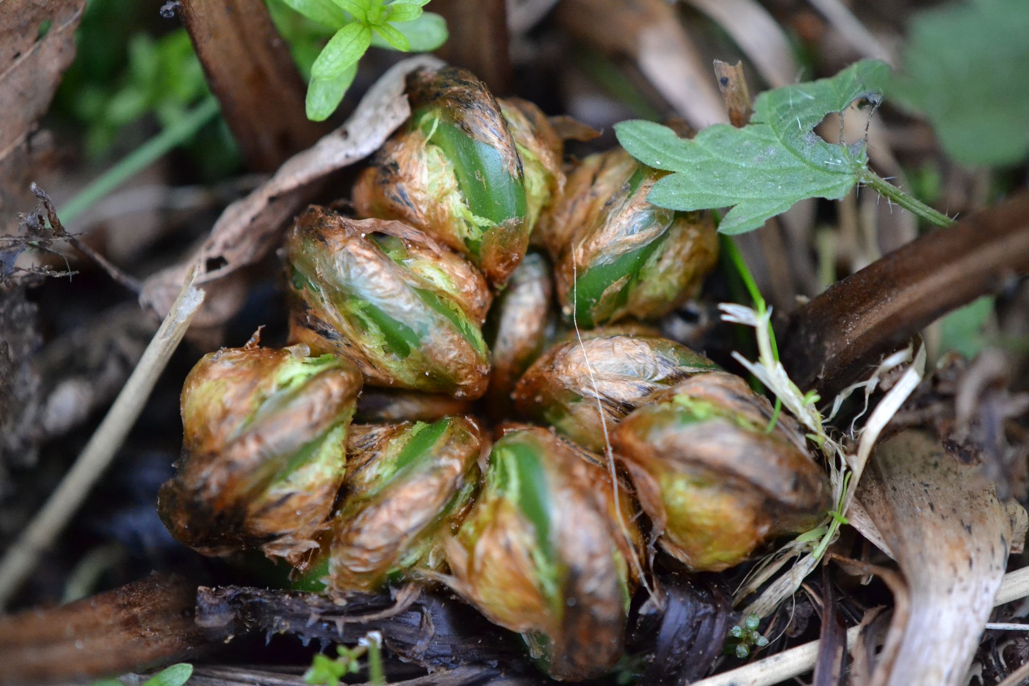 Paupinis jonpapartis (Matteuccia struthiopteris)