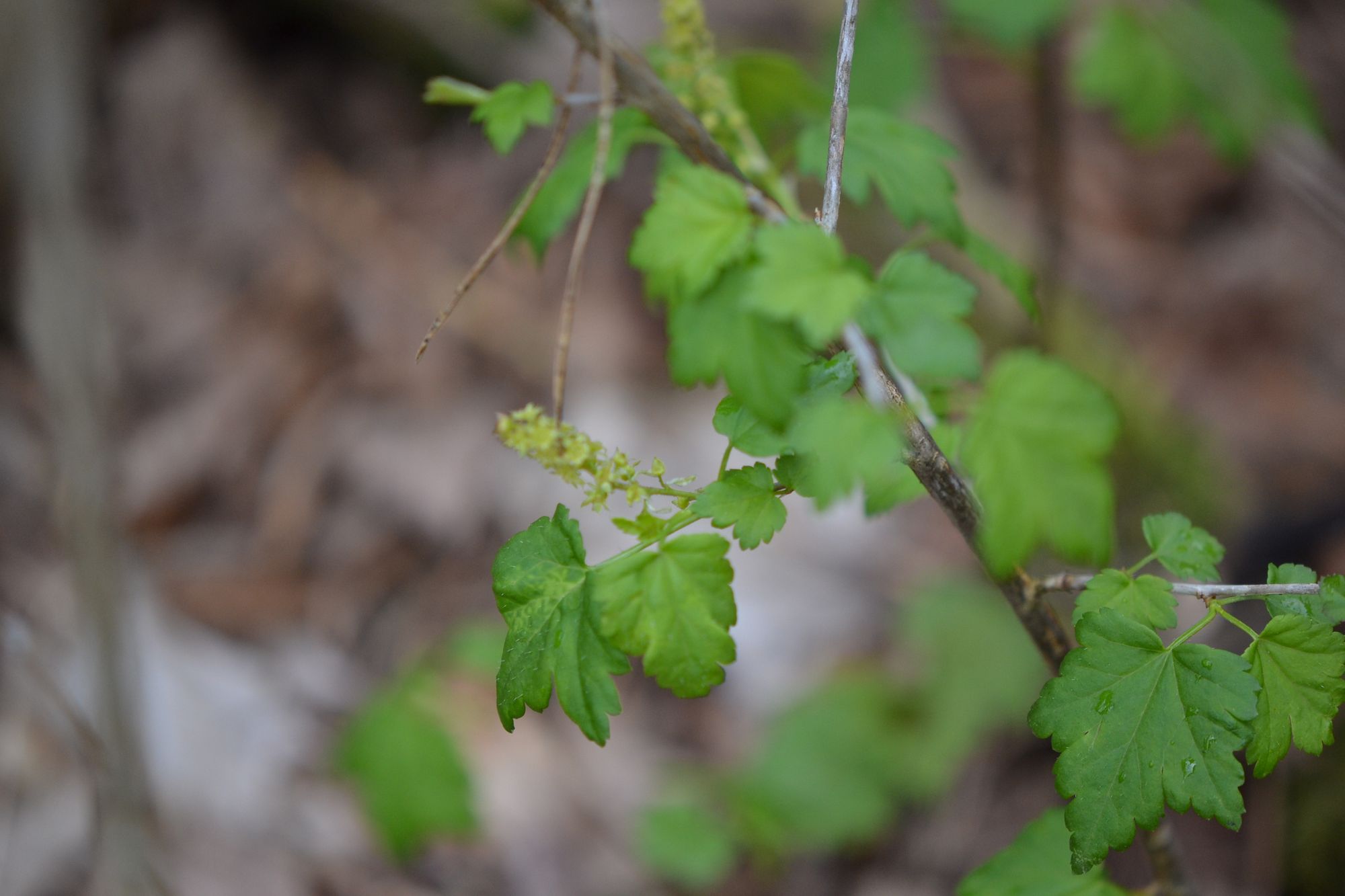 Kalninis serbentas (Ribes alpinum)