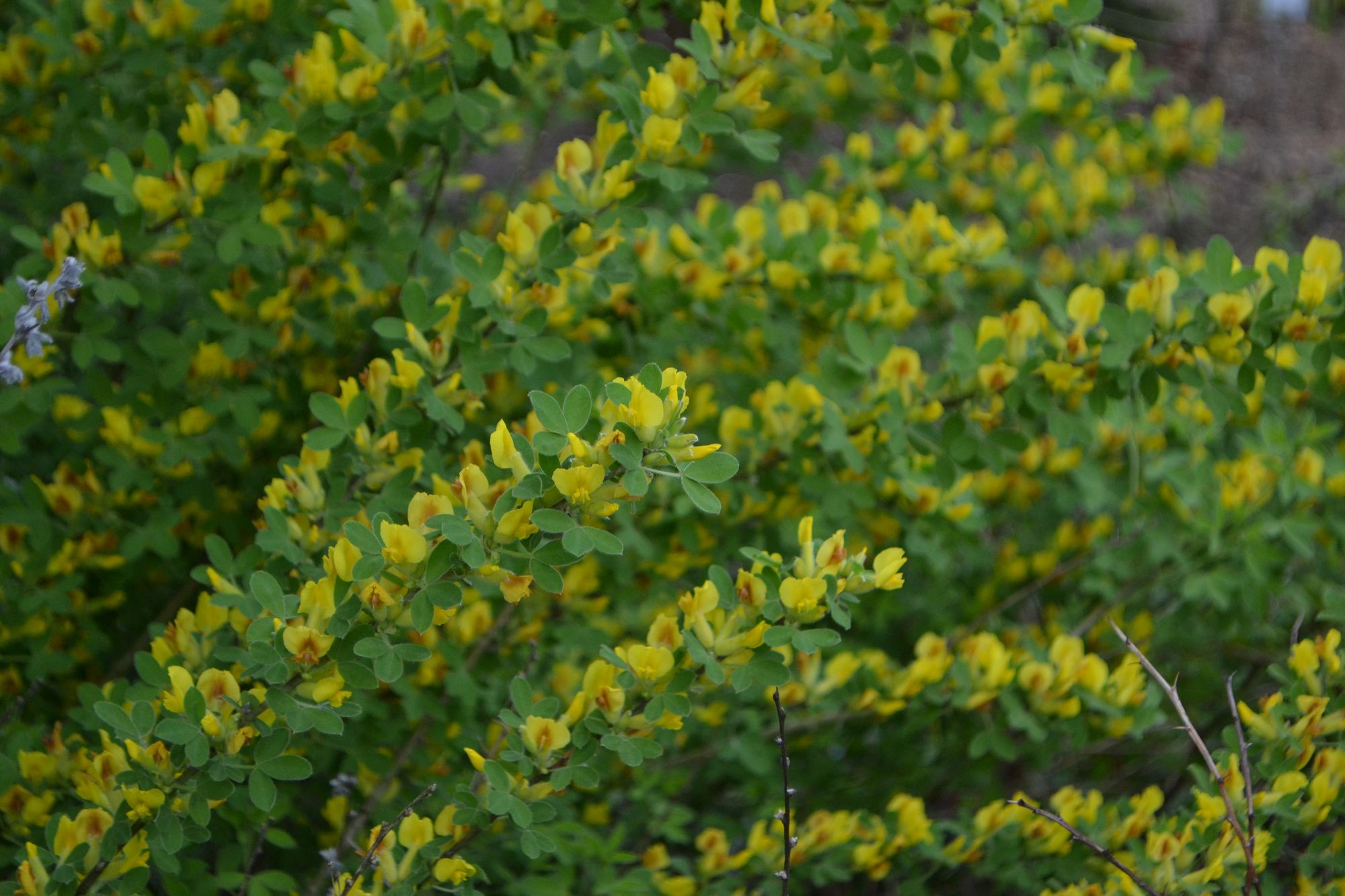 Lindemano paraipstis (Chamaecytisus lindemannii)