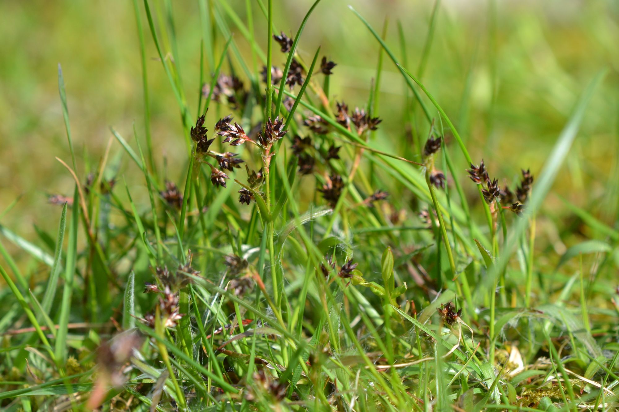Ganyklinis kiškiagrikis (Luzula campestris)