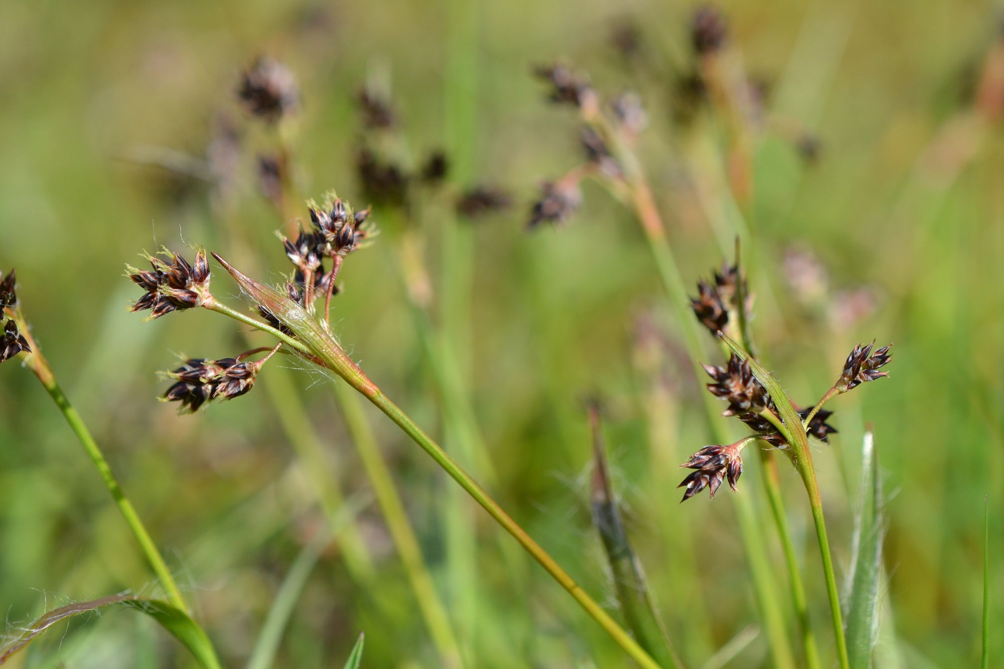 Ganyklinis kiškiagrikis (Luzula campestris)