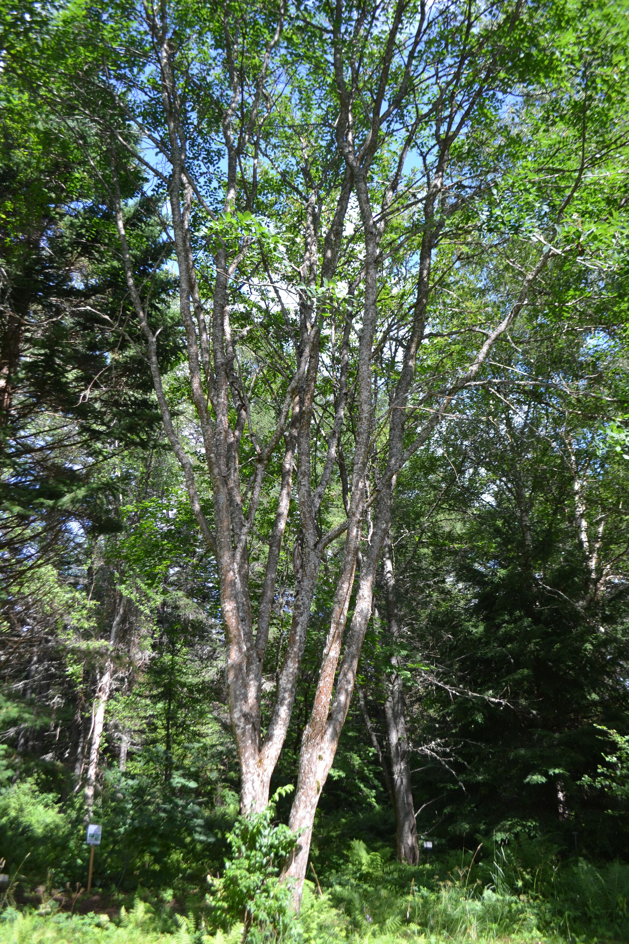 Amūrinė makija (Maackia amurensis)