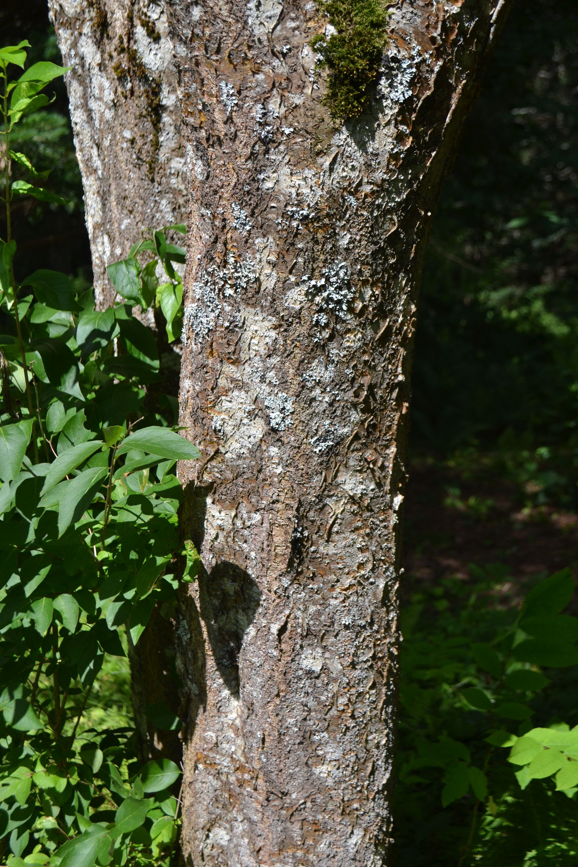 Amūrinė makija (Maackia amurensis)
