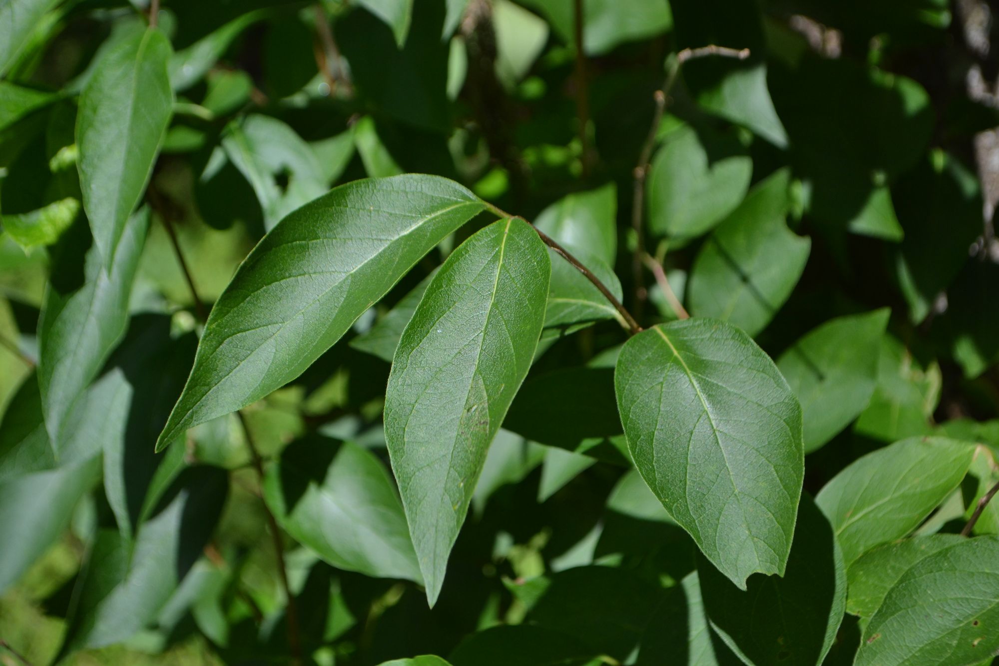 Amūrinė makija (Maackia amurensis)
