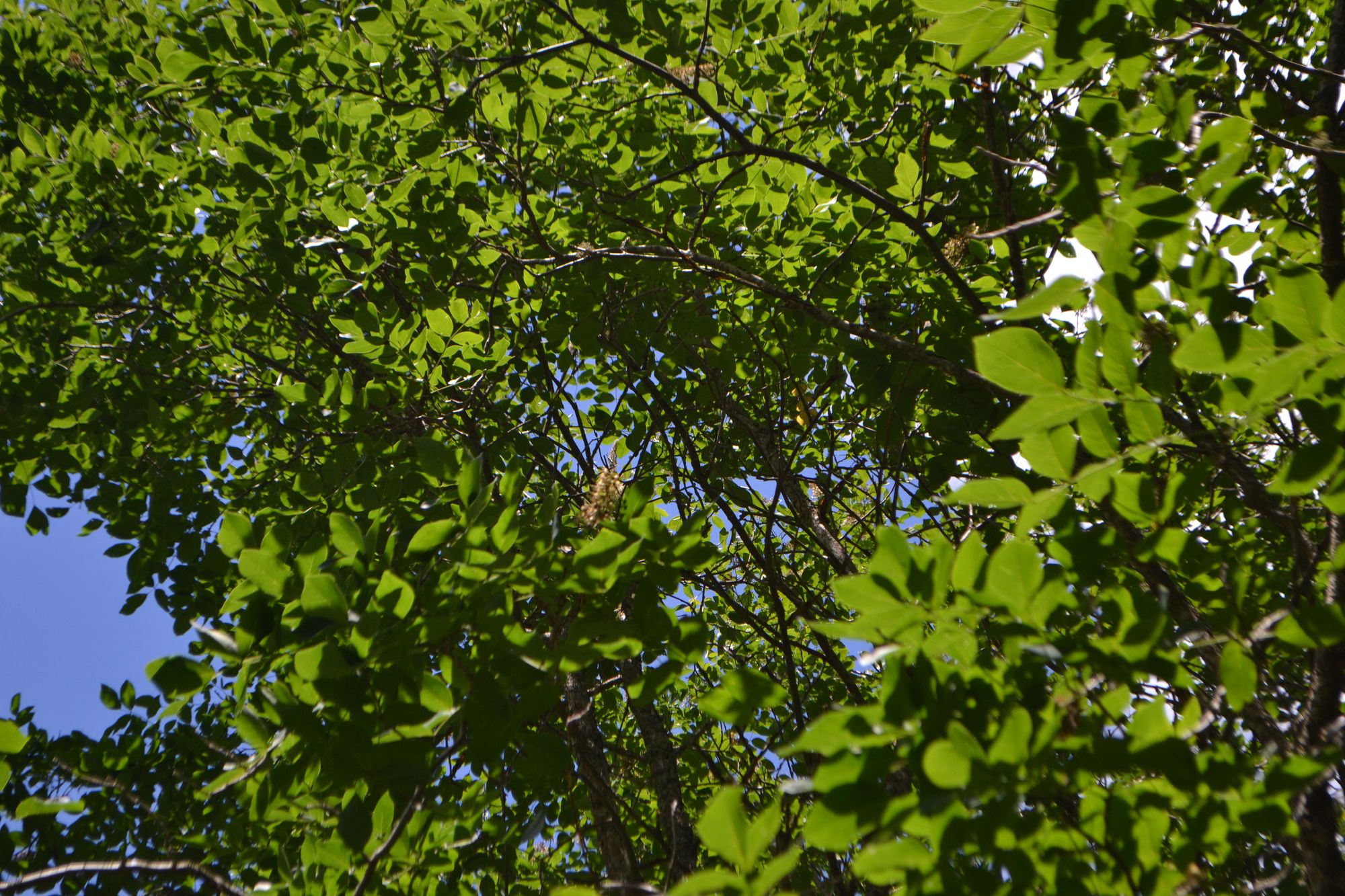 Amūrinė makija (Maackia amurensis)