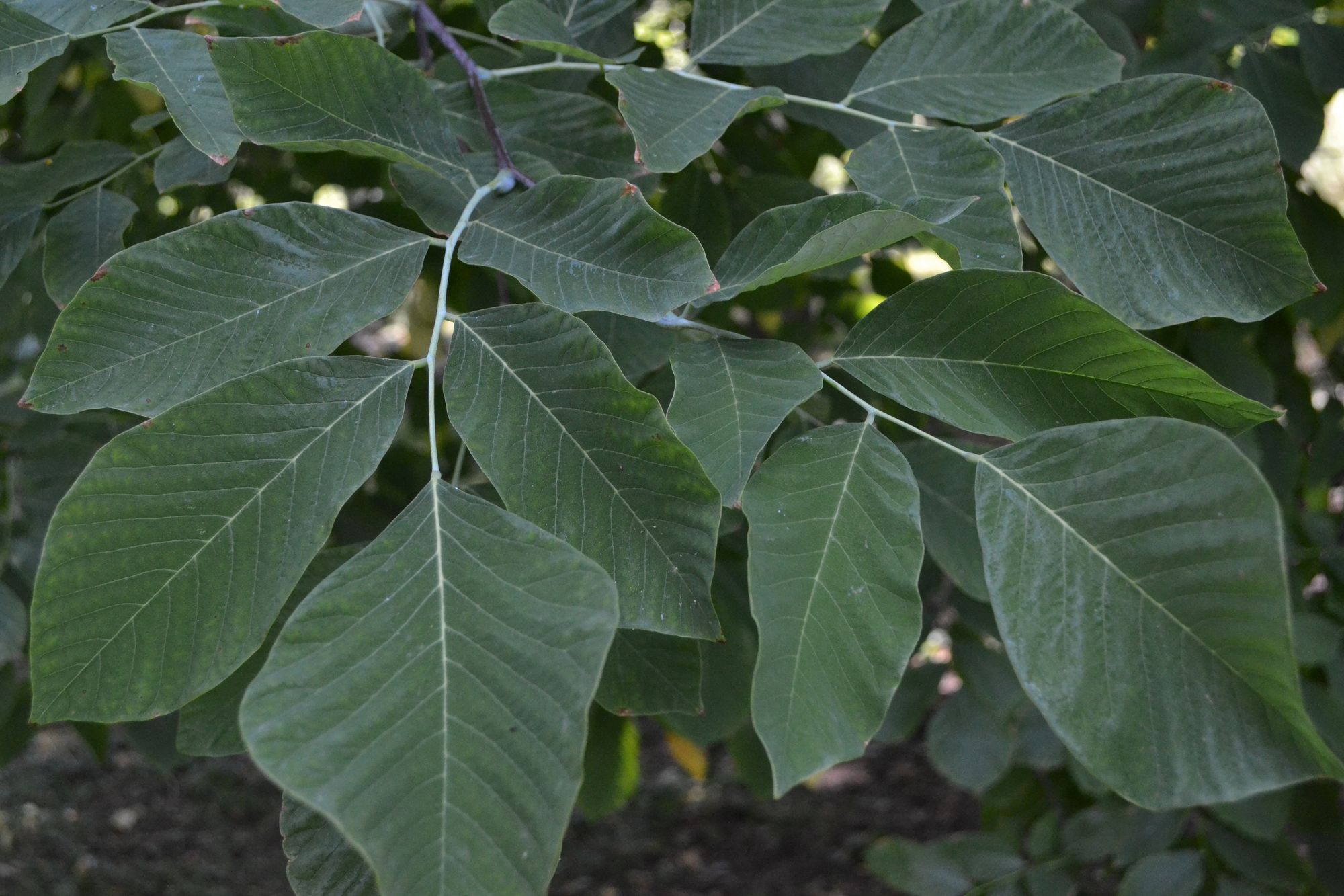Kentukinis posnis (Cladrastis kentukea)