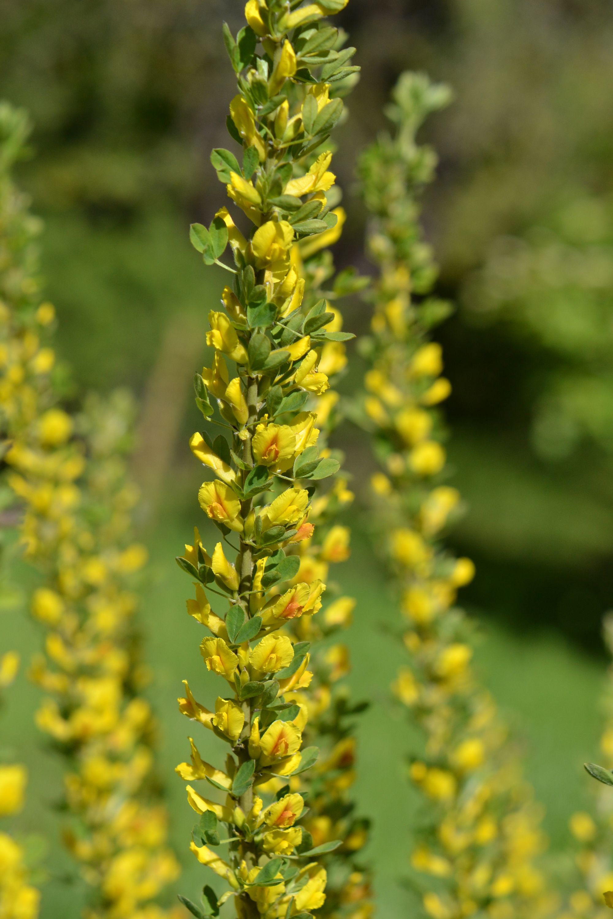 Dvižiedis paraipstis (Chamaecytisus ratisbonensis)