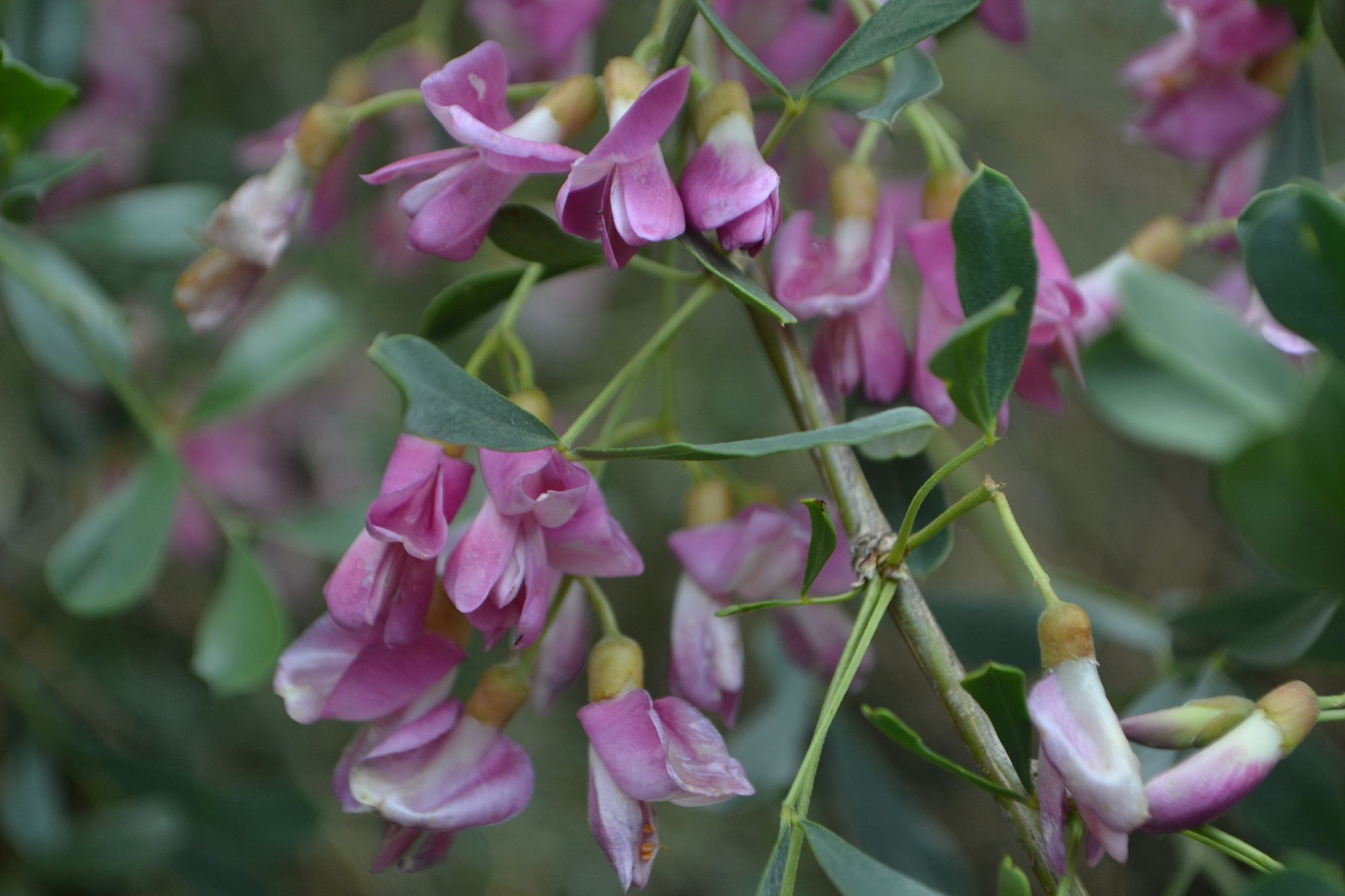 Sidabrinis halimodendronas (Halimodendron halodendron)