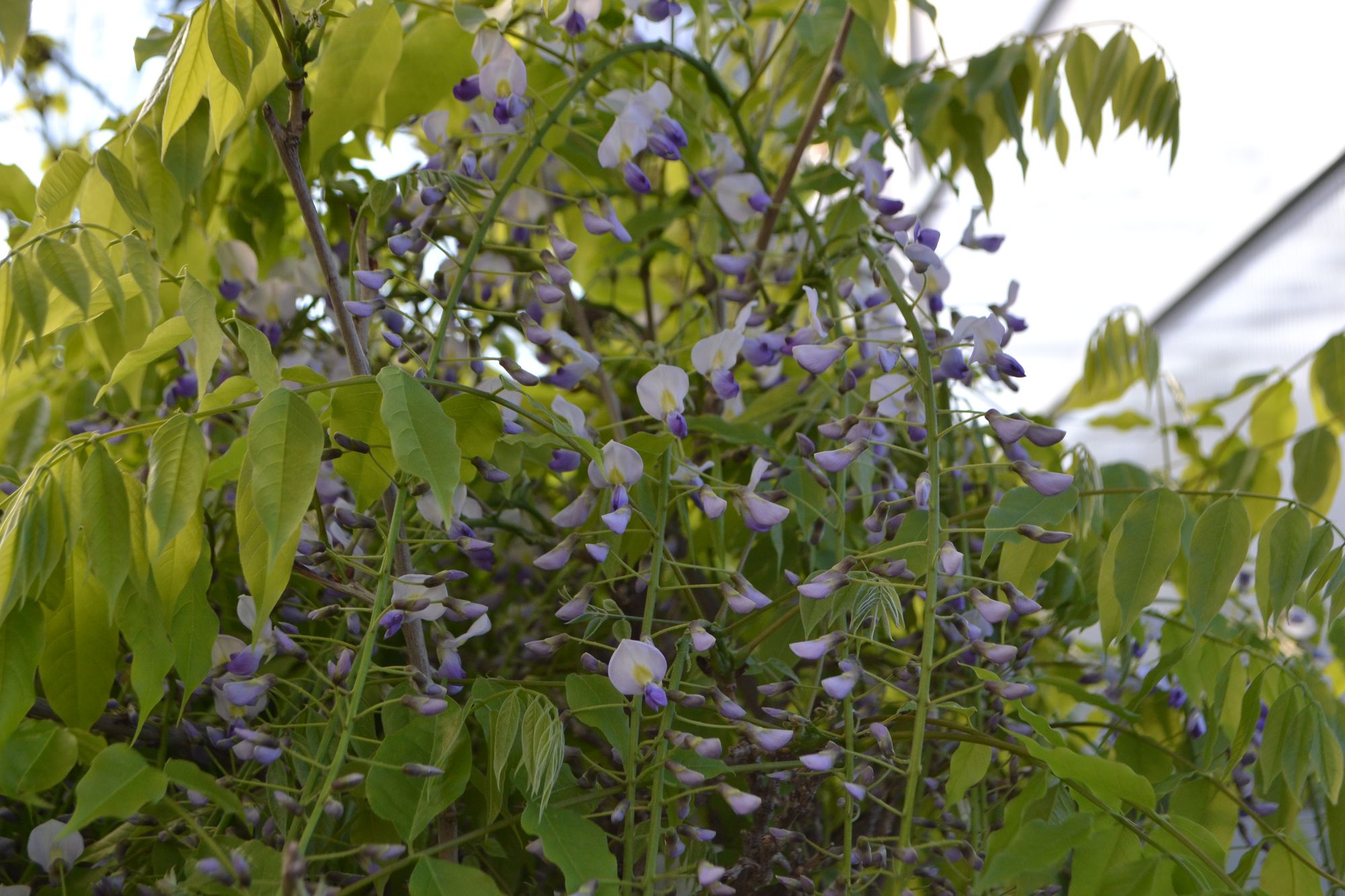 Gausiažiedė visterija 'Issai' (Wisteria floribunda)