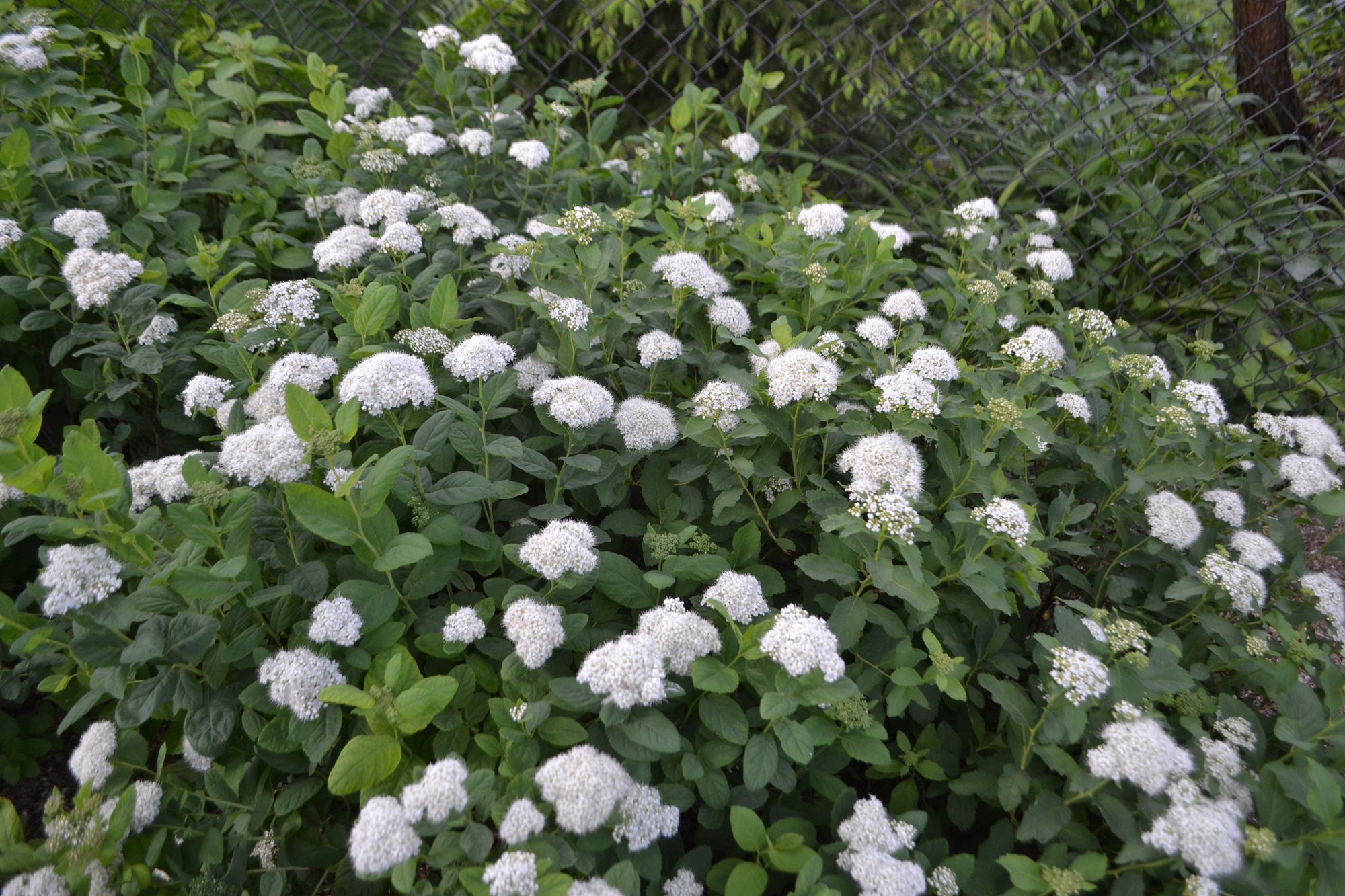 Beržalapė lanksva (Spiraea betulifolia)