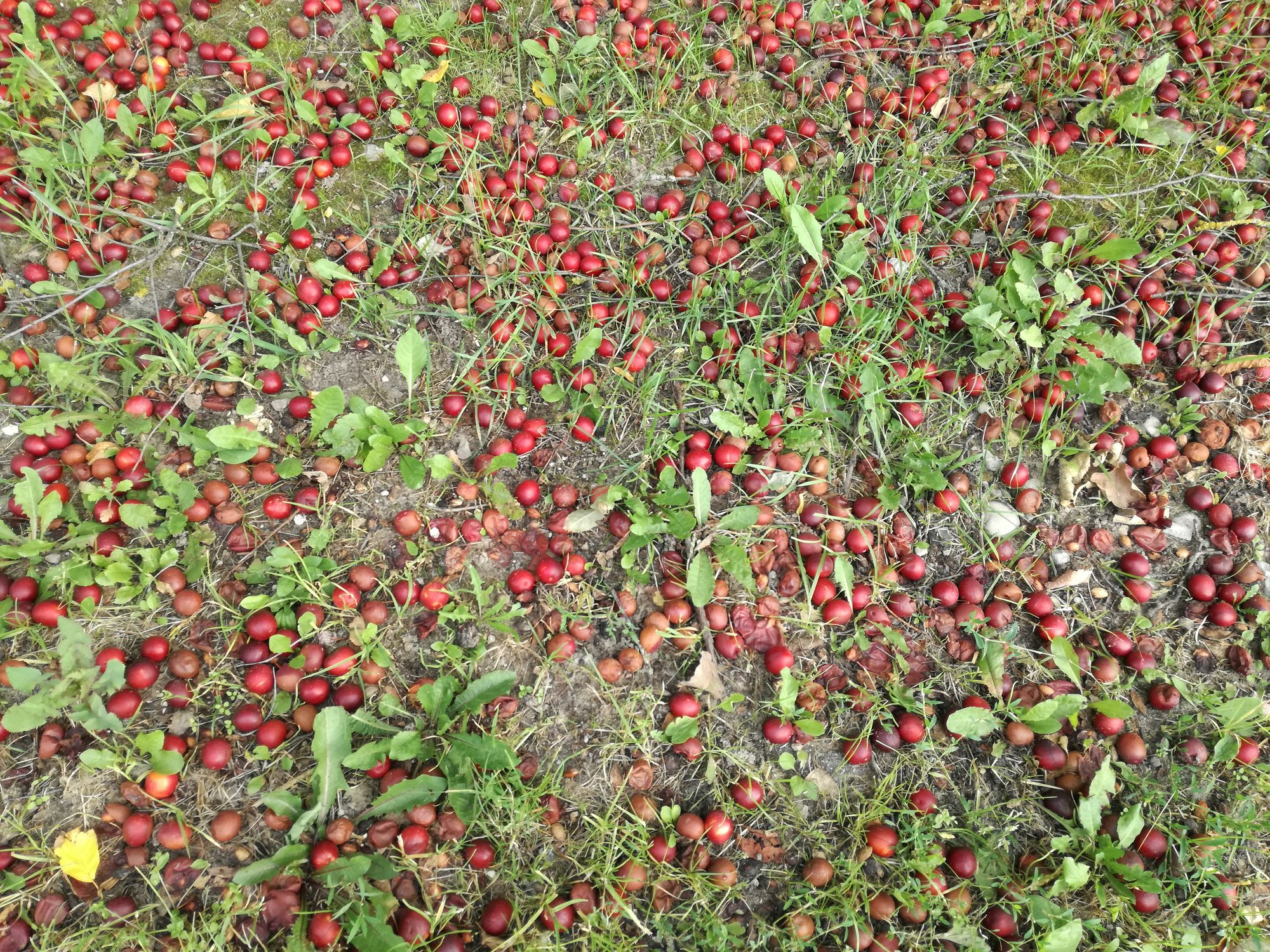 Vyšninė slyva, raudonlapis varietetas (Prunus cerasifera, var. atropurpurea)