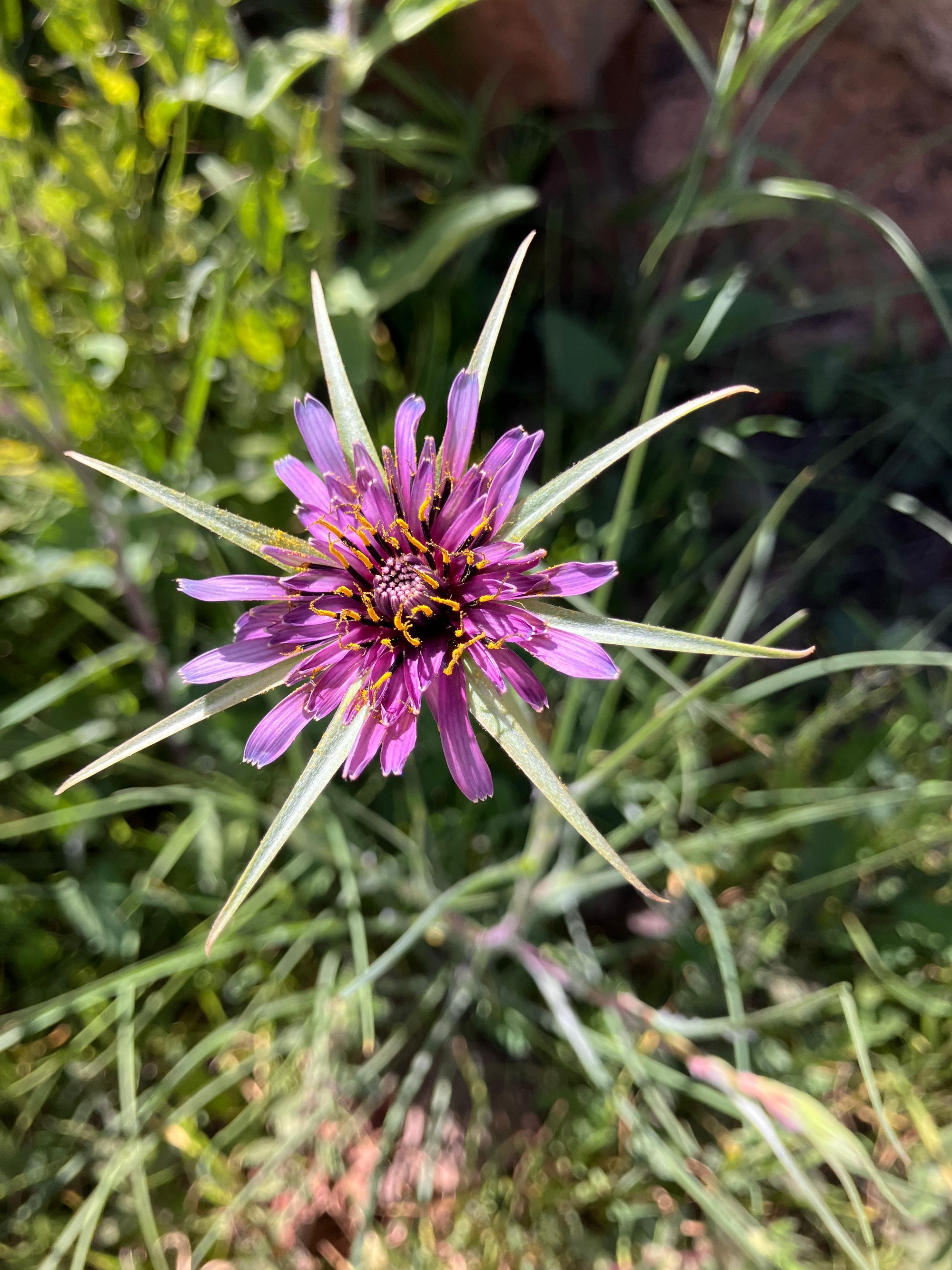 Valgomasis pūtelis (Tragopogon porrifolius)