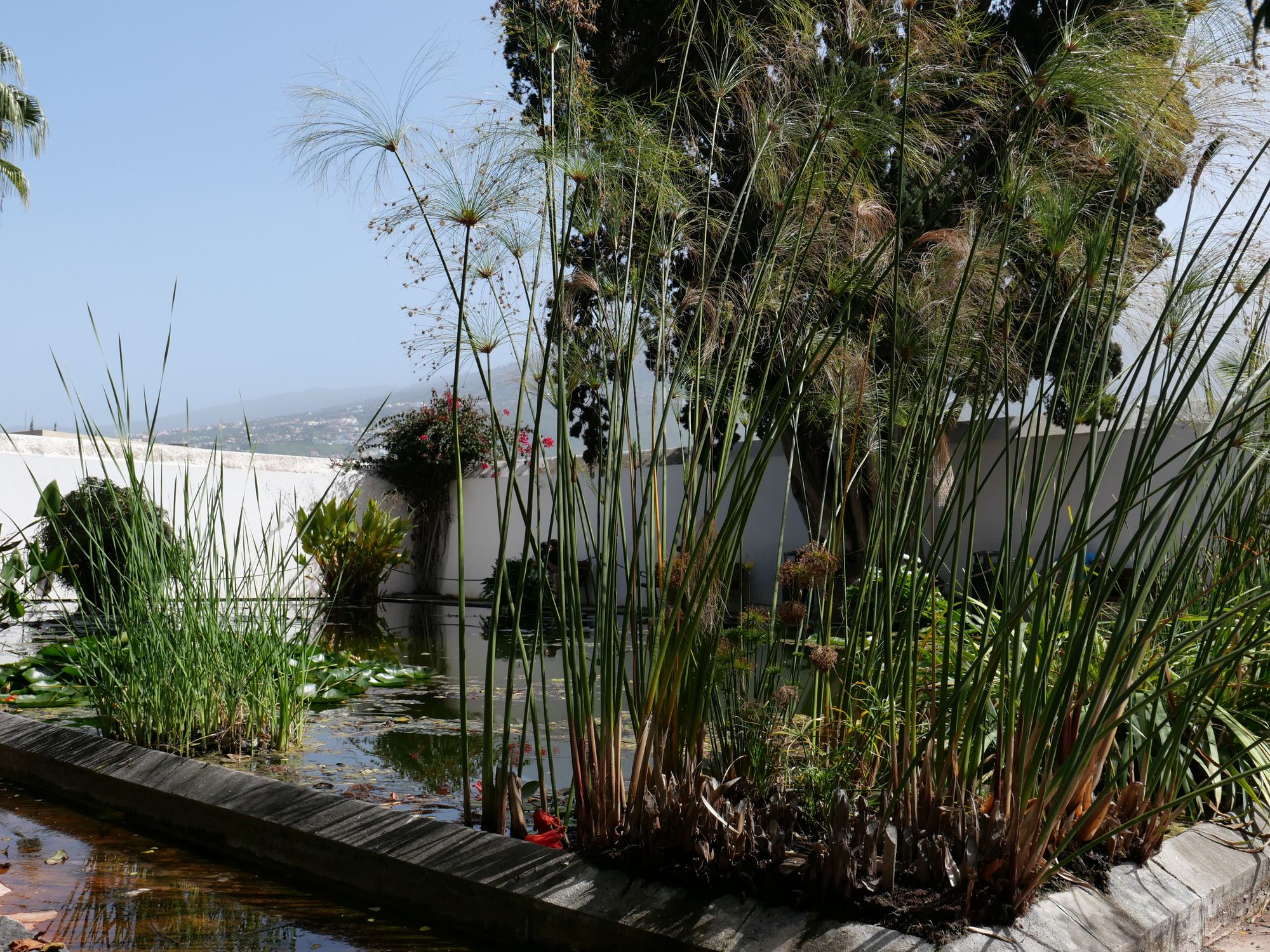 Tenerifės botanikos sodas