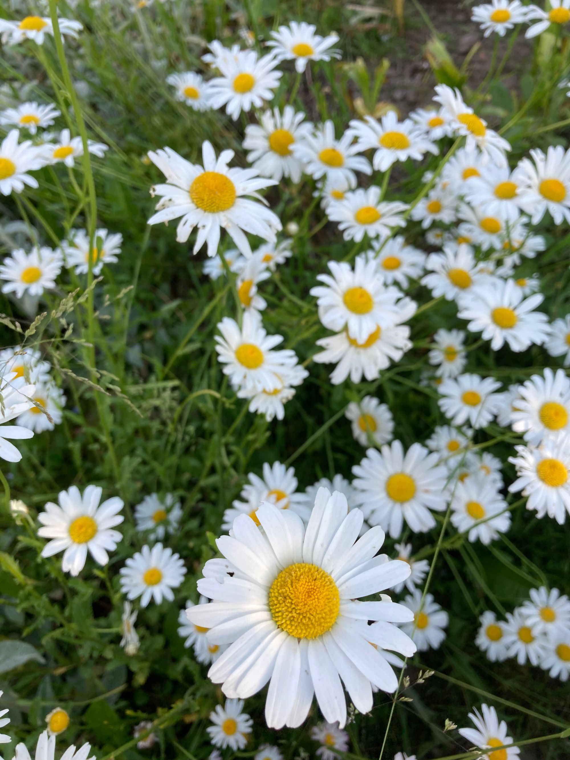Didžiagraižė baltagalvė (Leucanthemum maximum)