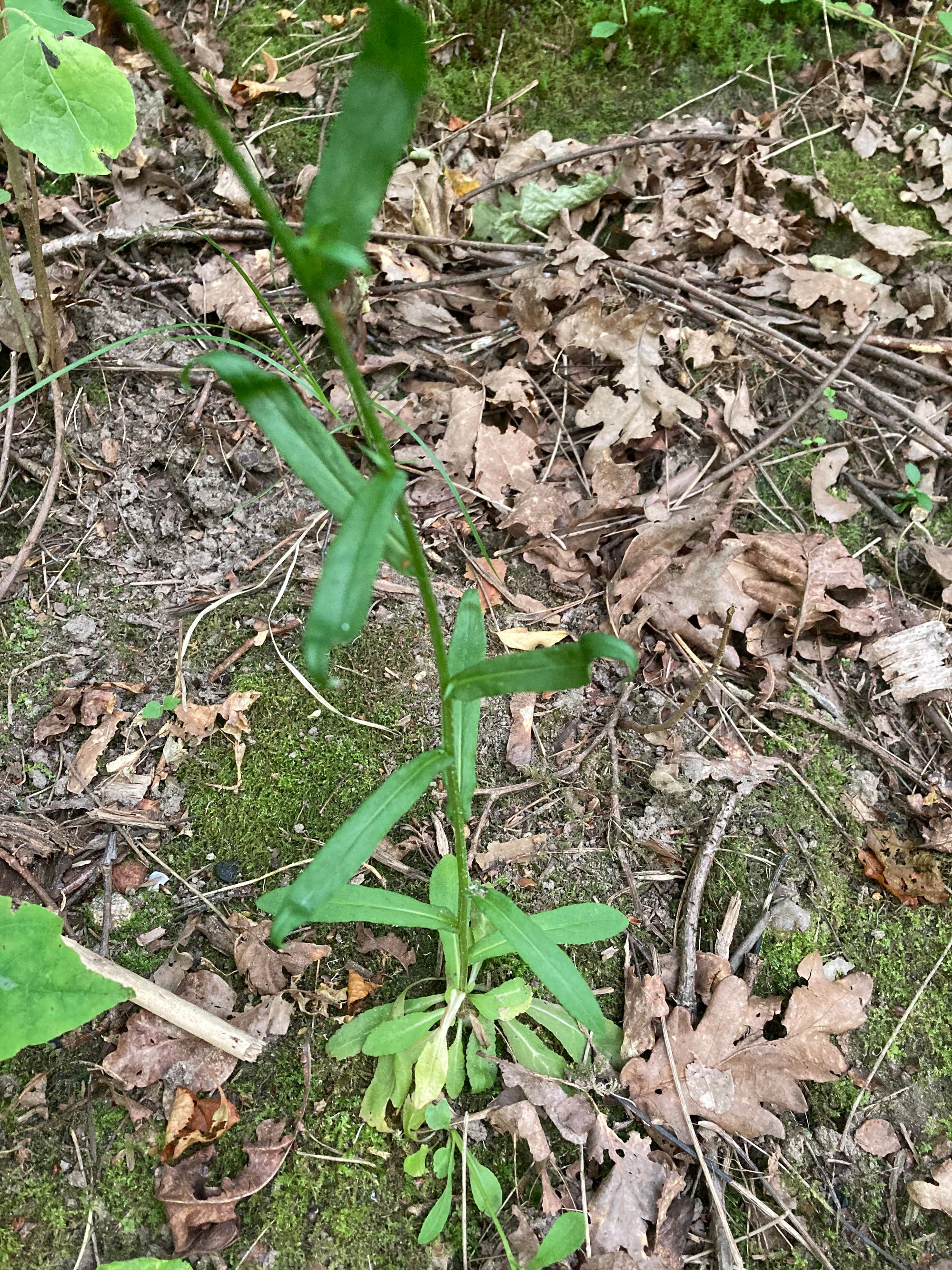Pievinis katilėlis (Campanula patula)