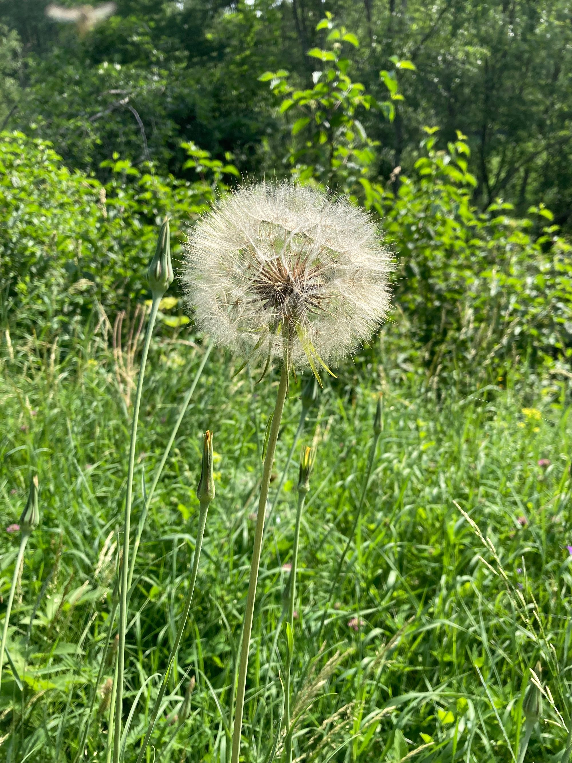 Pievinis pūtelis (Tragopogon pratensis)