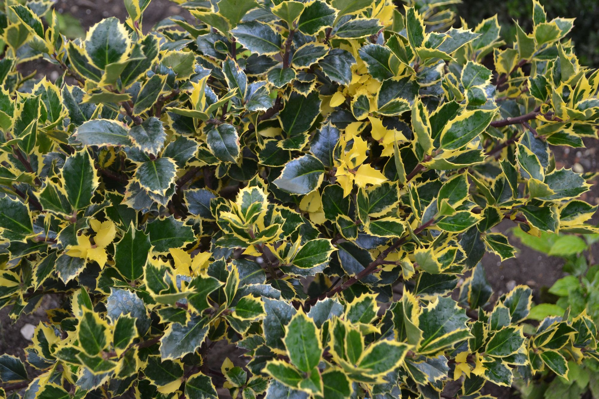 Sodinis bugienis 'Golden King' (Ilex x altaclerensis)