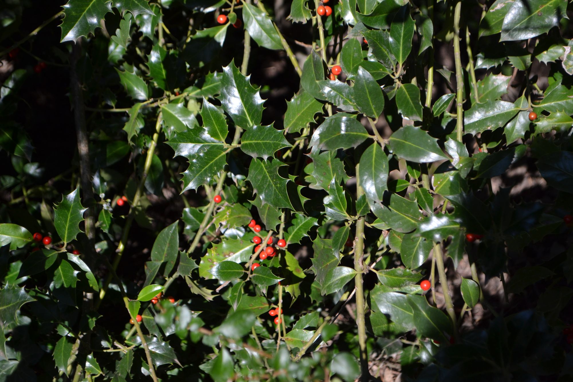 Dygialapis bugienis (Ilex aquifolium)