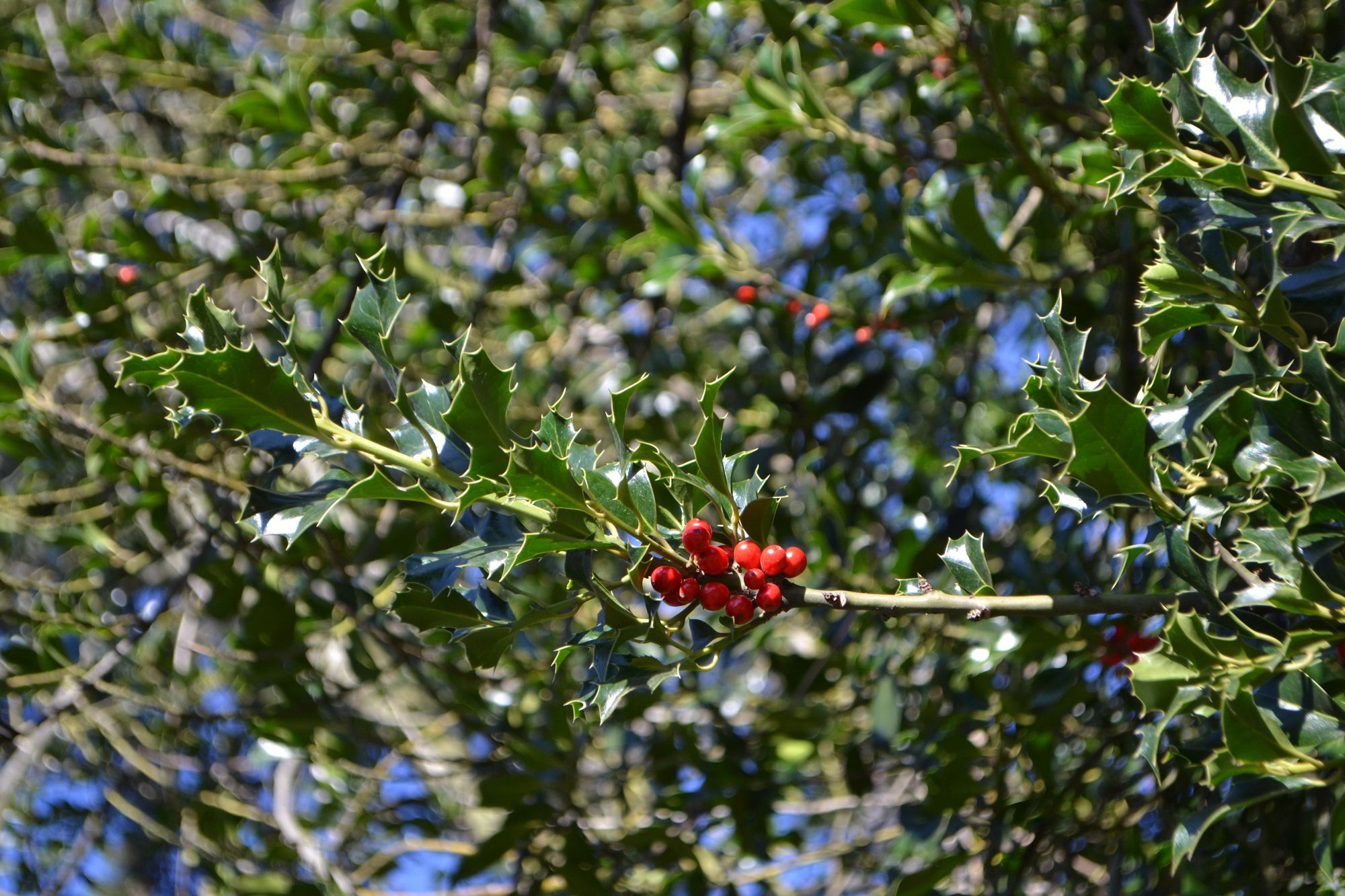 Dygialapis bugienis (Ilex aquifolium)